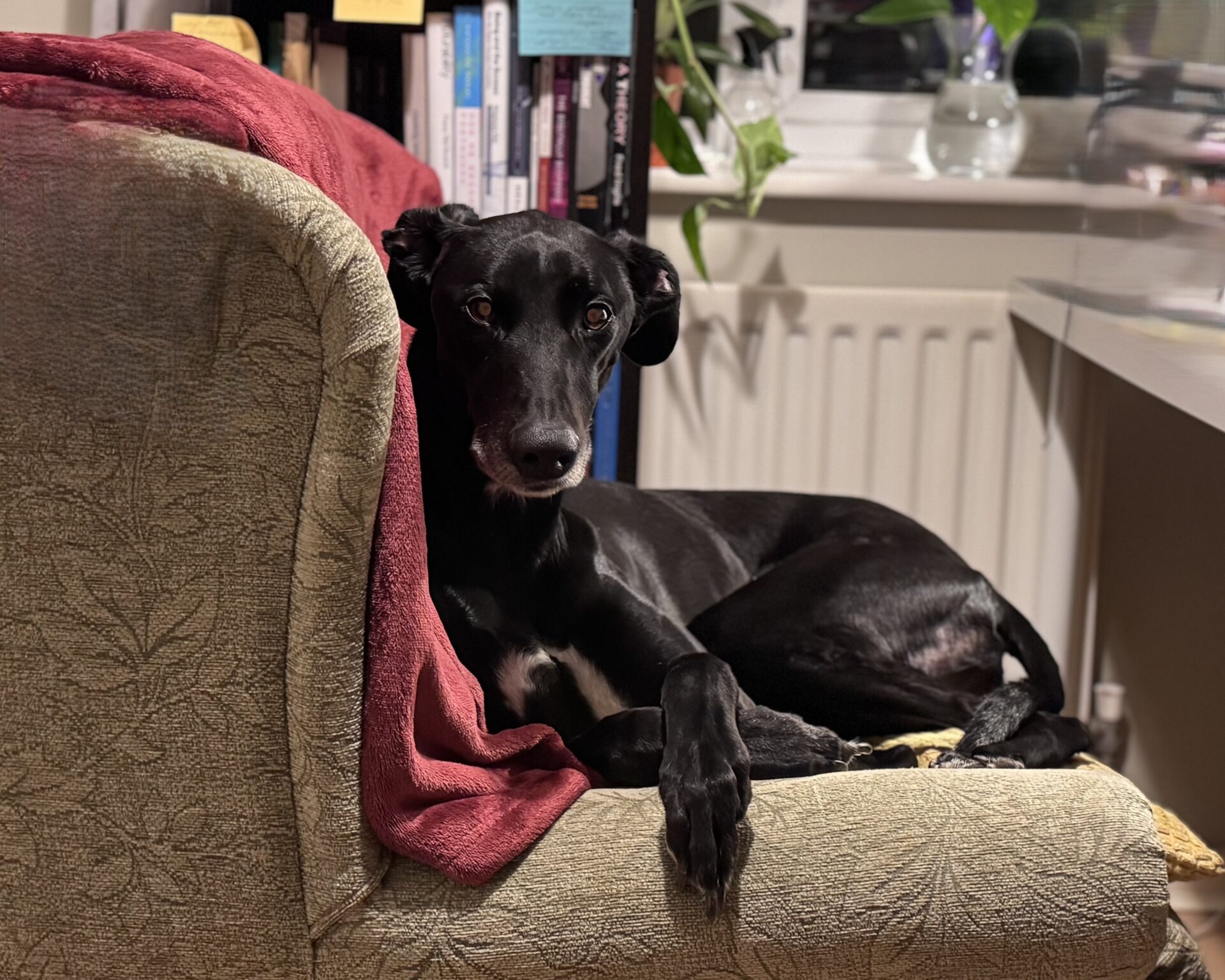 A black Lurcher with white markings lies relaxed on a green patterned armchair, with a red blanket draped over the back. Books and plants are visible in the background near a window.