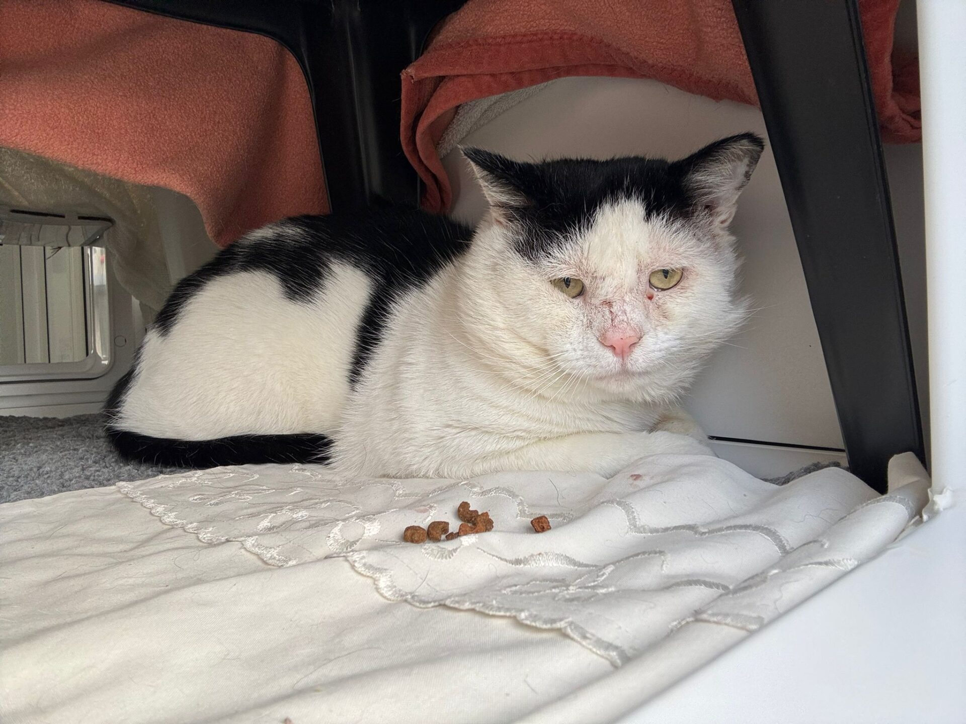 A black-and-white cat with a sad expression lies on a white cloth under a table, next to a few pieces of dry cat food. A pink blanket is draped above, creating a sheltered space.