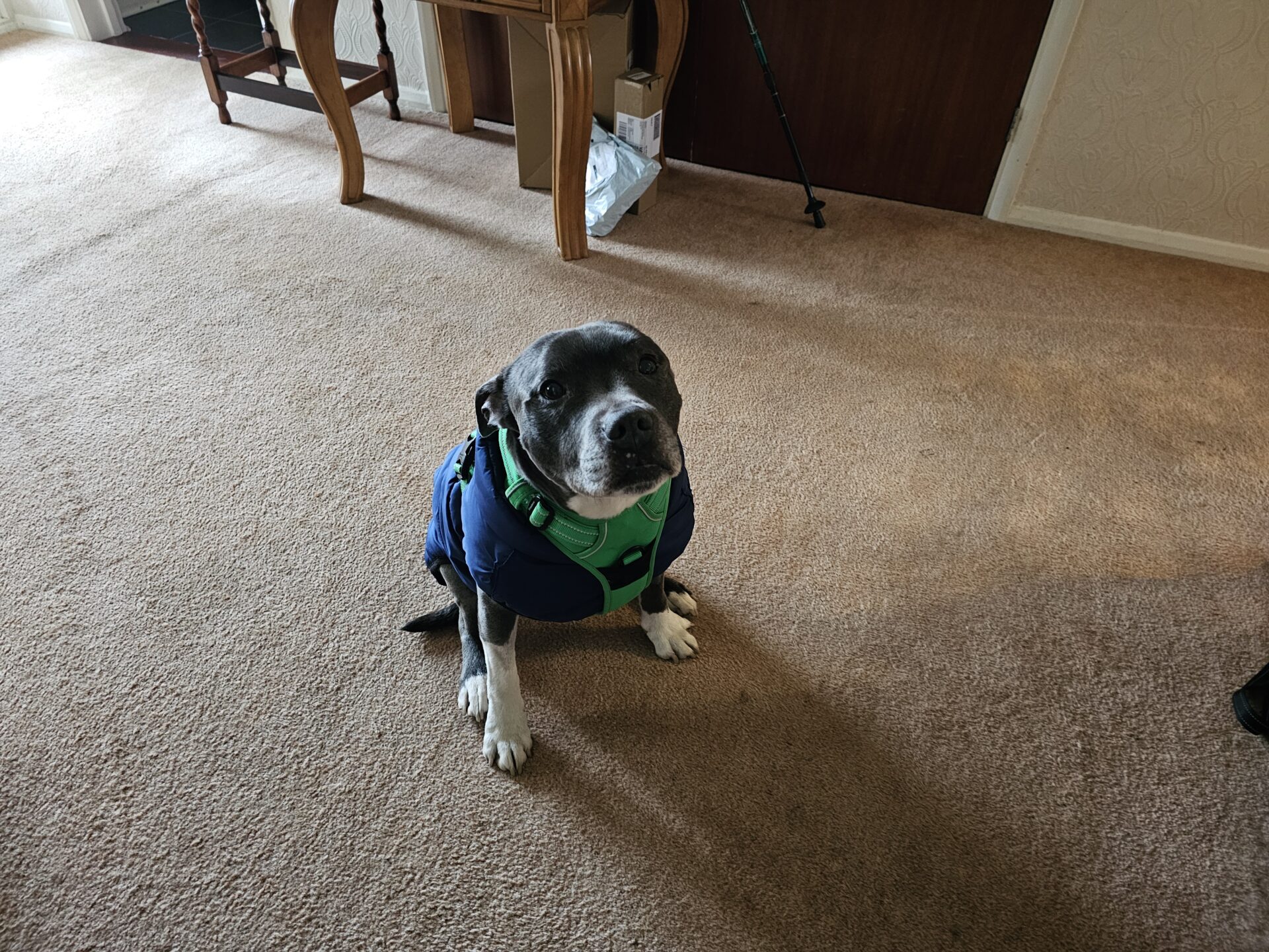 A grey and white Staffordshire Bull Terrier wearing a blue and green jacket sits on a beige carpet in a living room, looking up at the camera. Furniture and a wooden door are visible in the background.
