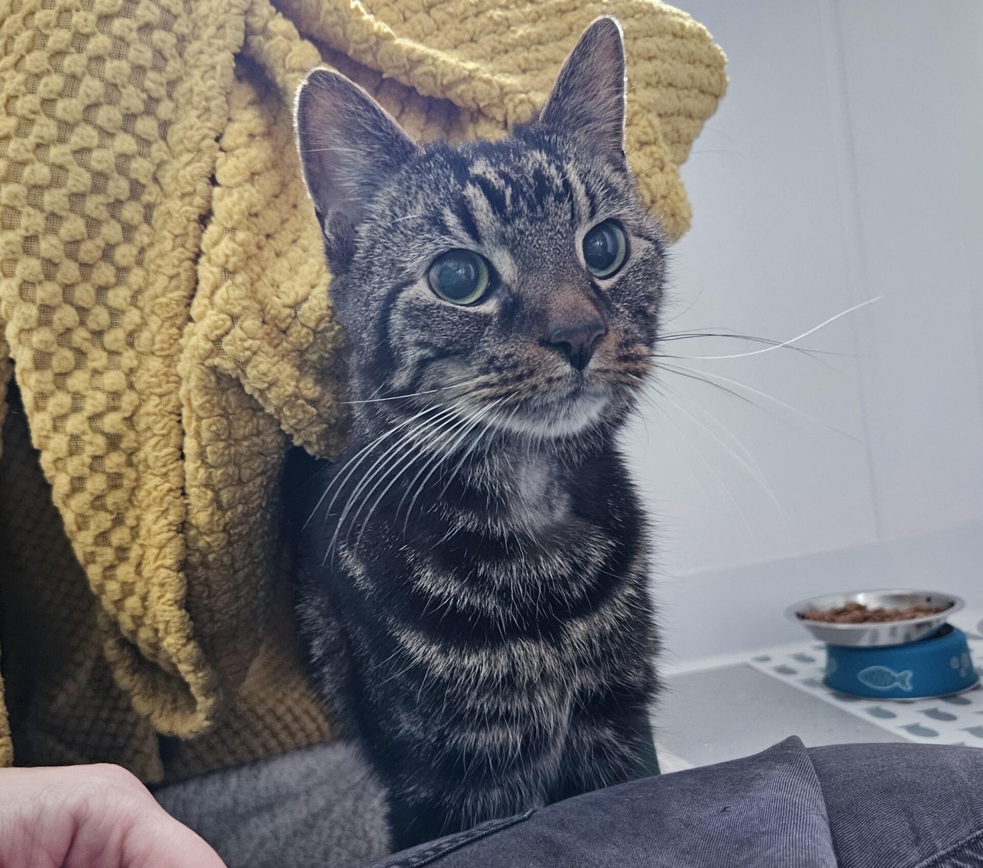 A tabby cat with green eyes sits near a blue food bowl and brown kibble, partially covered by a yellow textured blanket. A persons hand is visible nearby. The setting appears to be indoors.