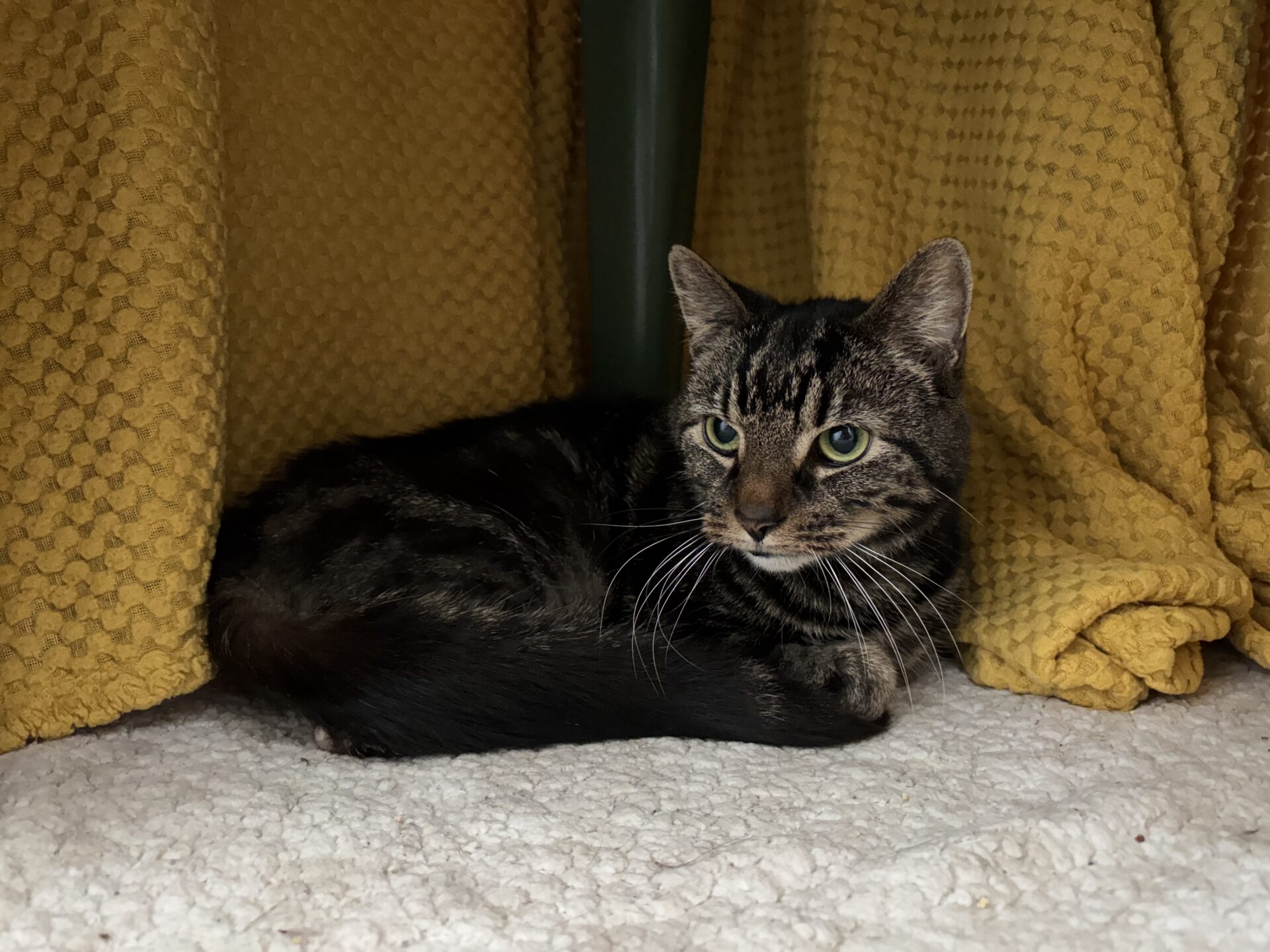 A tabby cat with green eyes is lying on a soft, white surface in front of yellow textured curtains, looking alert and relaxed.