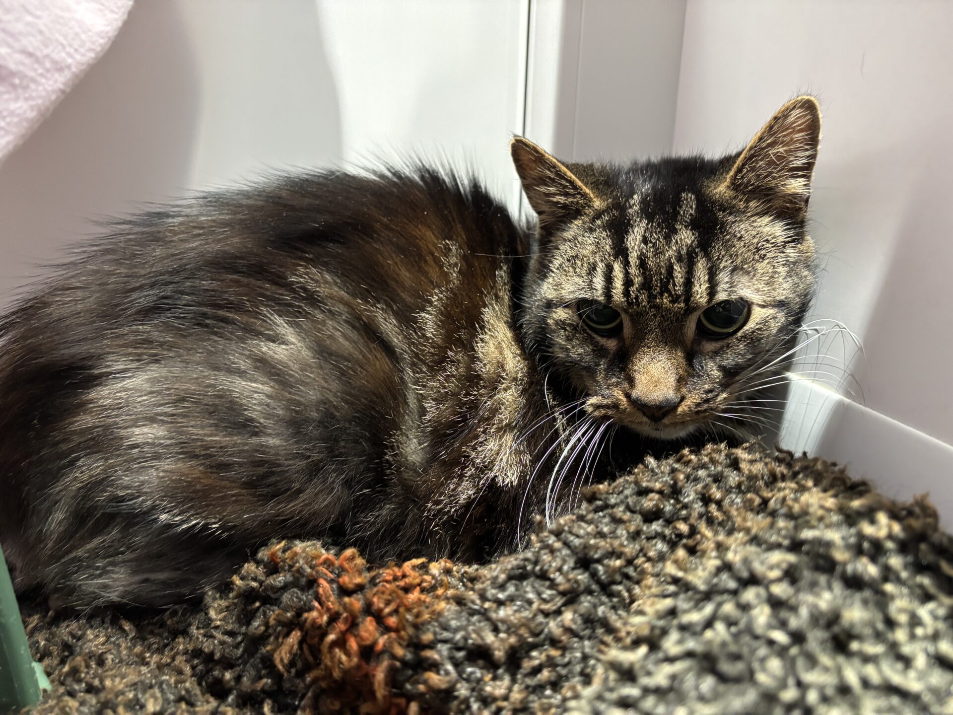 A tabby cat with dark fur and light stripes is curled up on a textured blanket, resting in the corner of a room with white walls, looking slightly alert.