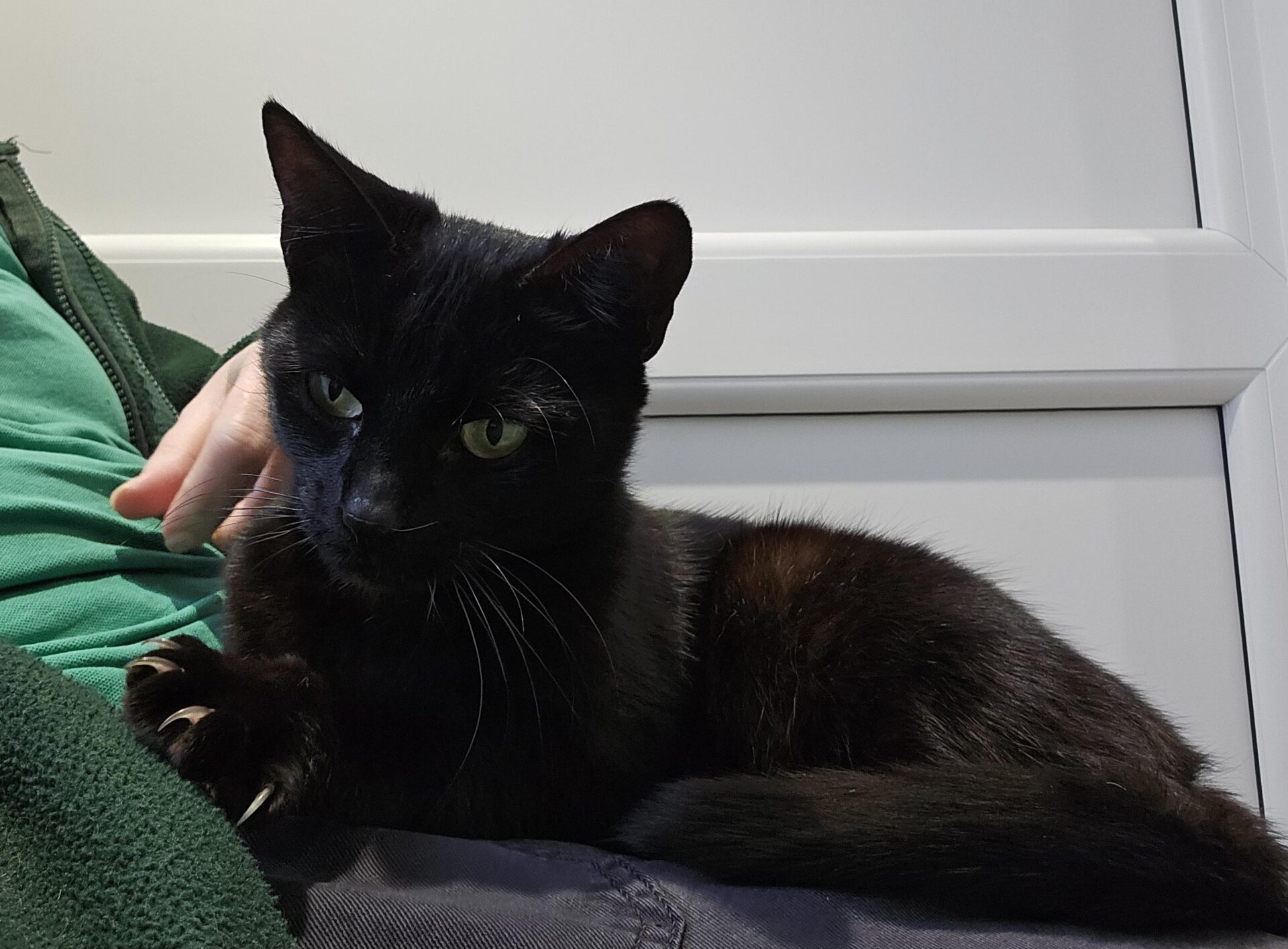 A black cat with green eyes is lying down and resting on a persons lap, who is wearing a green shirt and jacket, in front of a white wall and door.