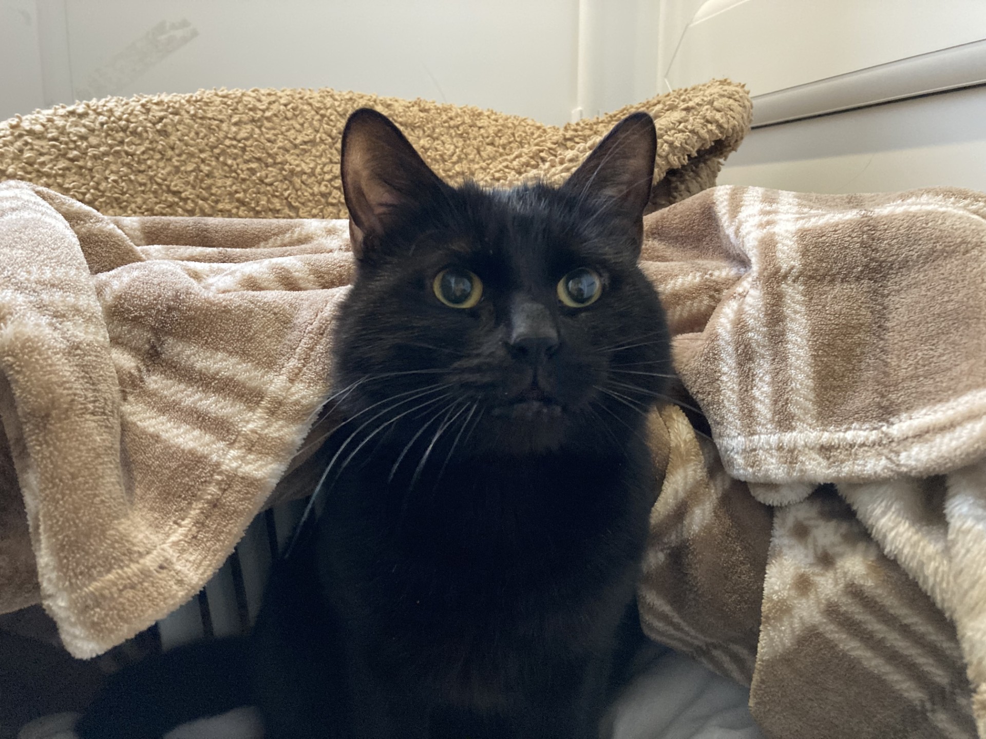 A black cat with bright eyes sits under a beige and brown plaid blanket, looking alert. Cozy bedding and soft textures surround the cat in a relaxed indoor setting.