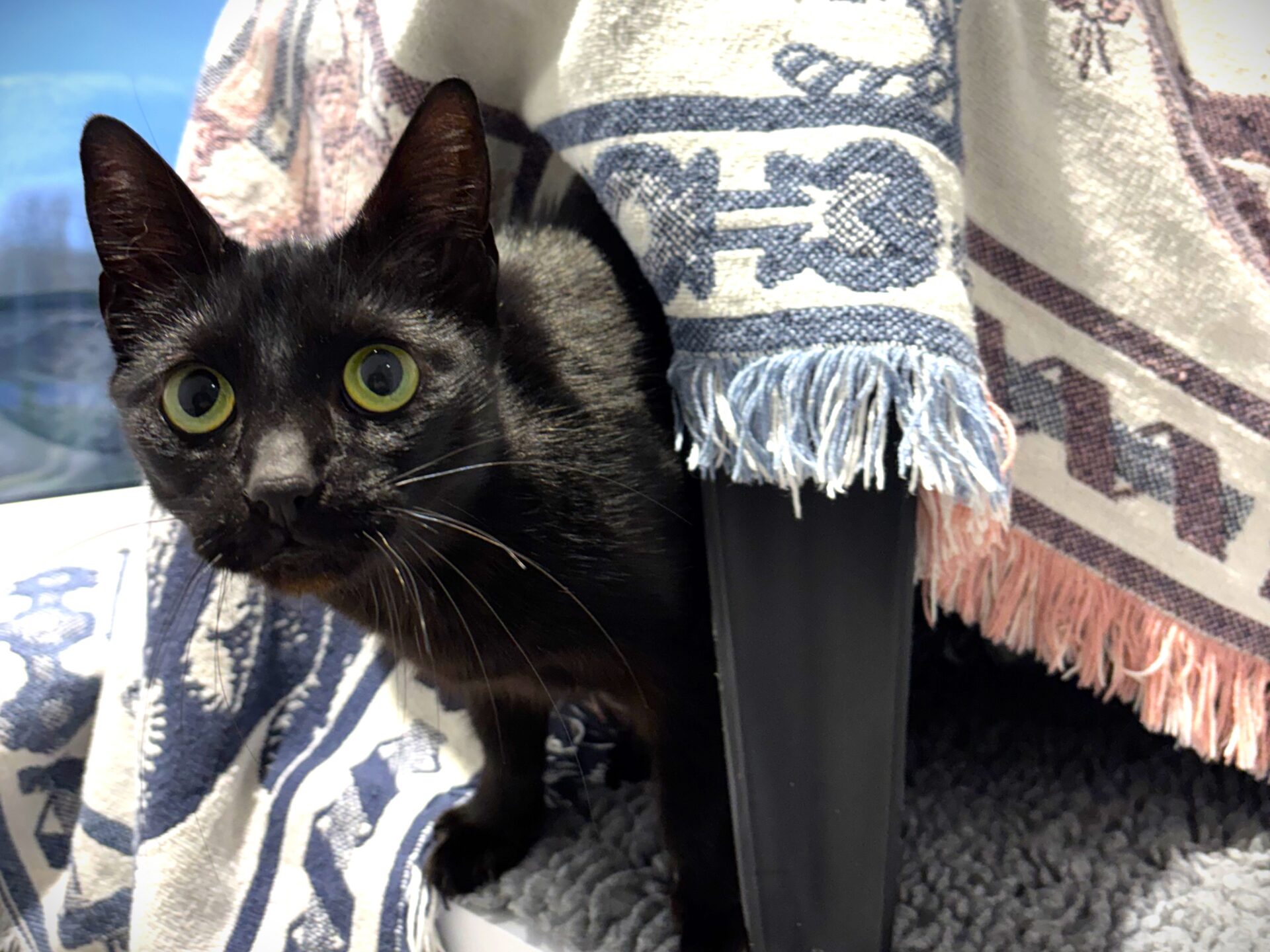 A black cat with wide green eyes peers out from under a blanket draped over furniture, with its head and one front paw visible. The blanket features blue and white patterns and has fringed edges.