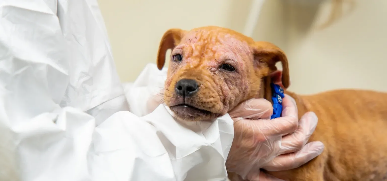 A veterinarian in white protective clothing and gloves gently holds a brown dog with mange and irritated skin on its face, providing care and support in a clinical setting.