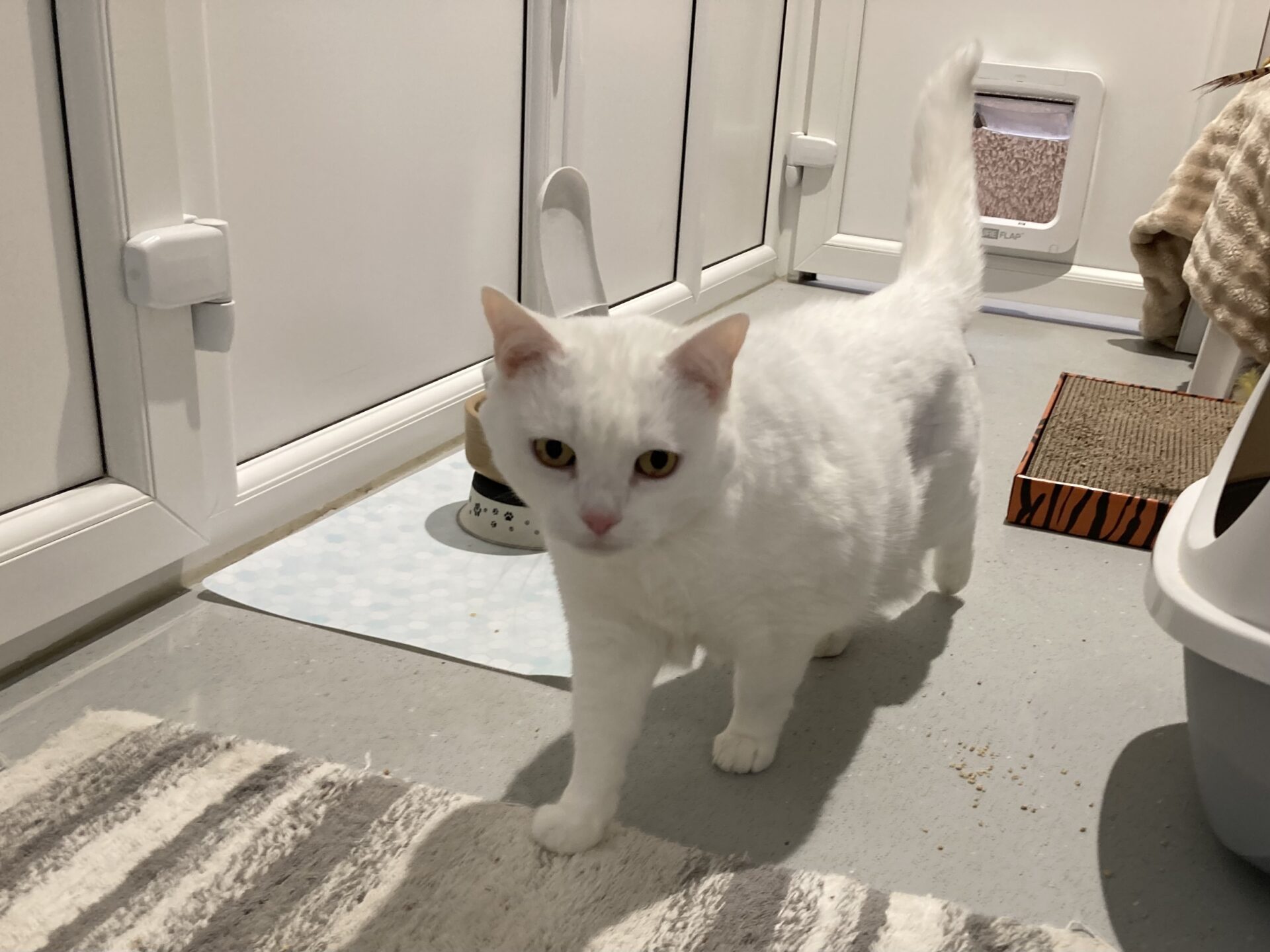 A white cat with yellow eyes walks across a room with light-colored flooring. There’s a striped rug, scratching pad, food bowl, and a cat flap in the background.