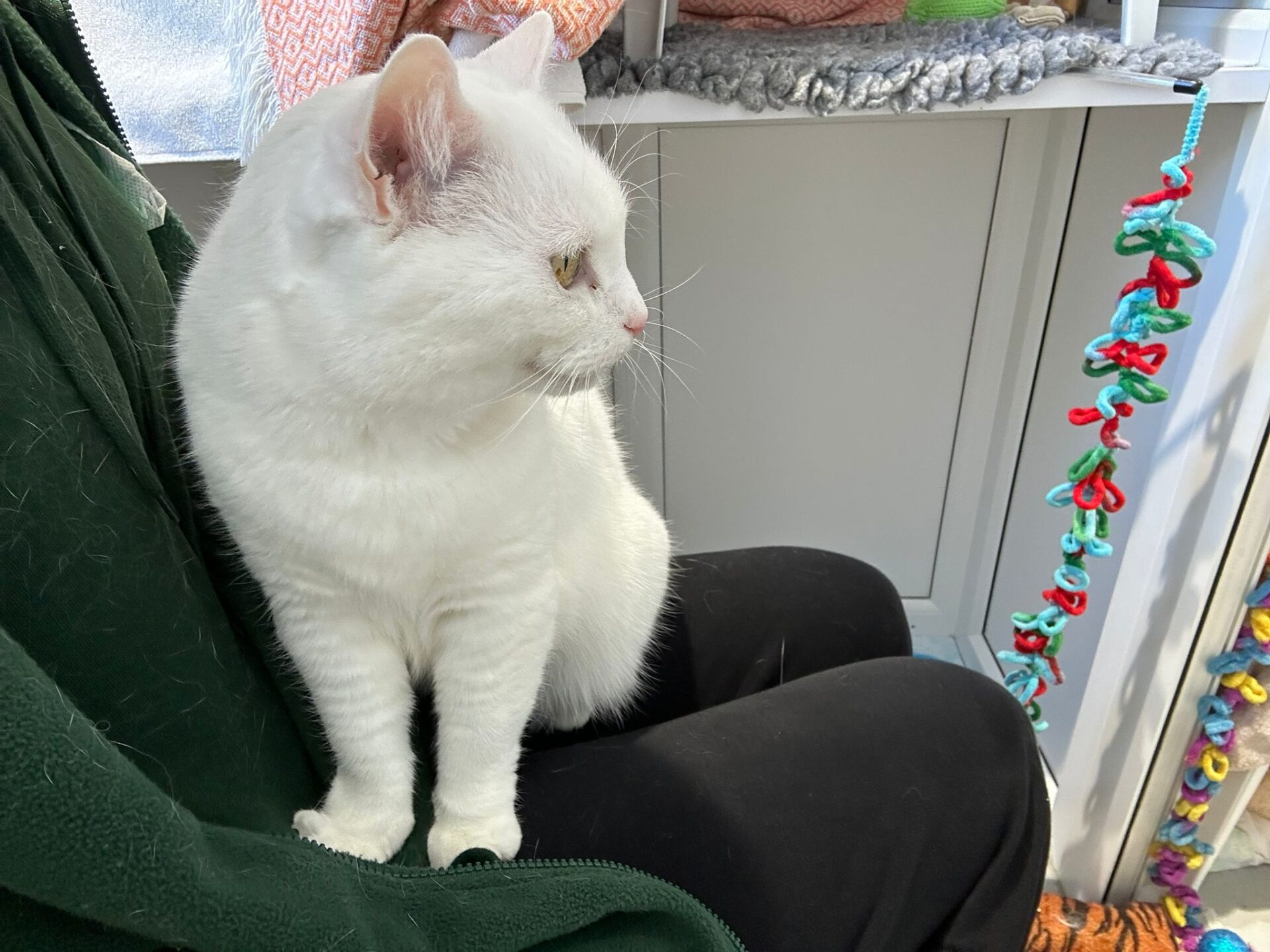 A white cat with green eyes sits on a persons lap, looking to the side. The person wears dark pants and a green fleece. Colorful yarn and textiles are visible in the background.