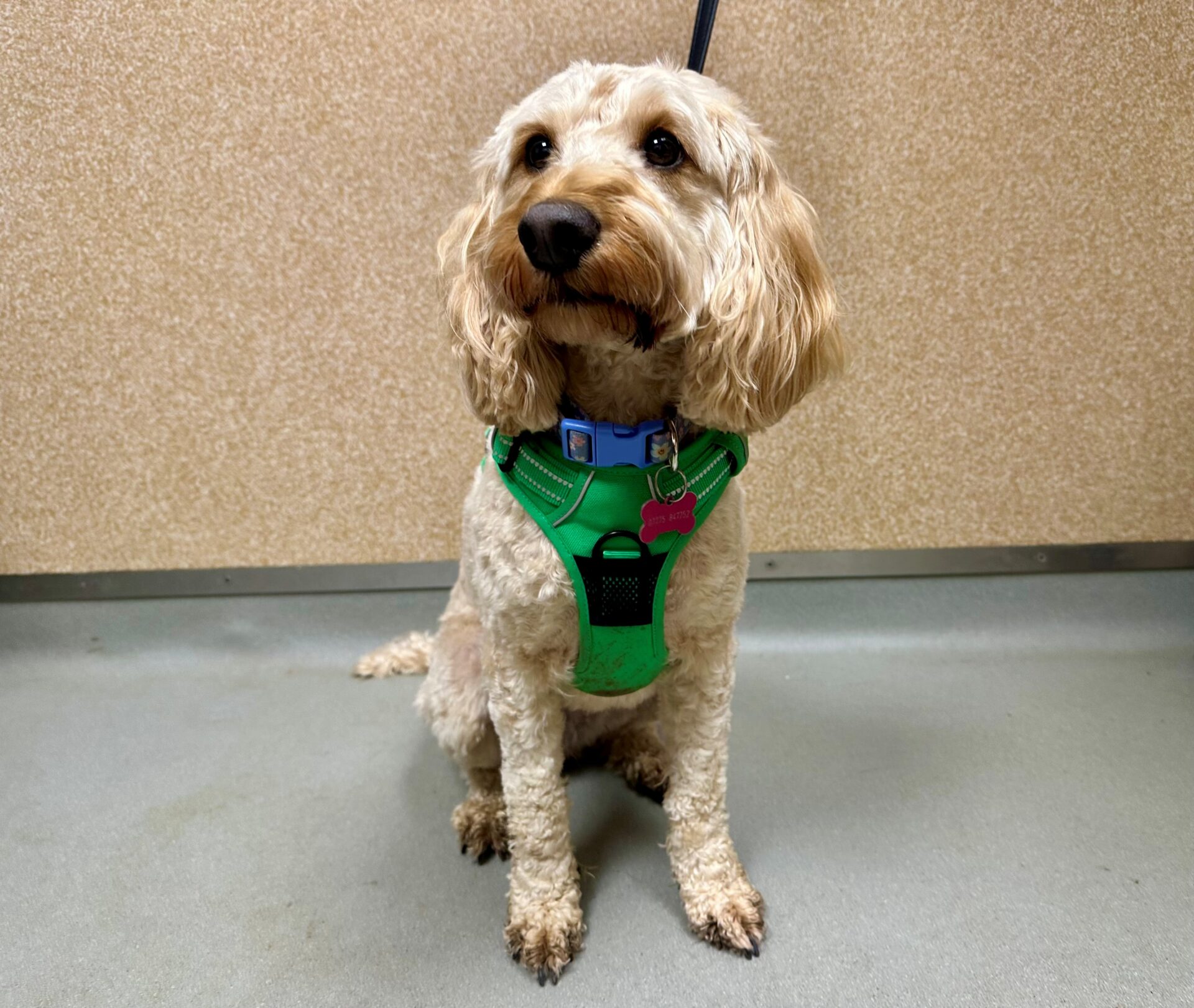 A curly-haired light brown dog wearing a bright green harness and a blue collar sits on a grey floor in front of a beige wall, looking slightly to the side.