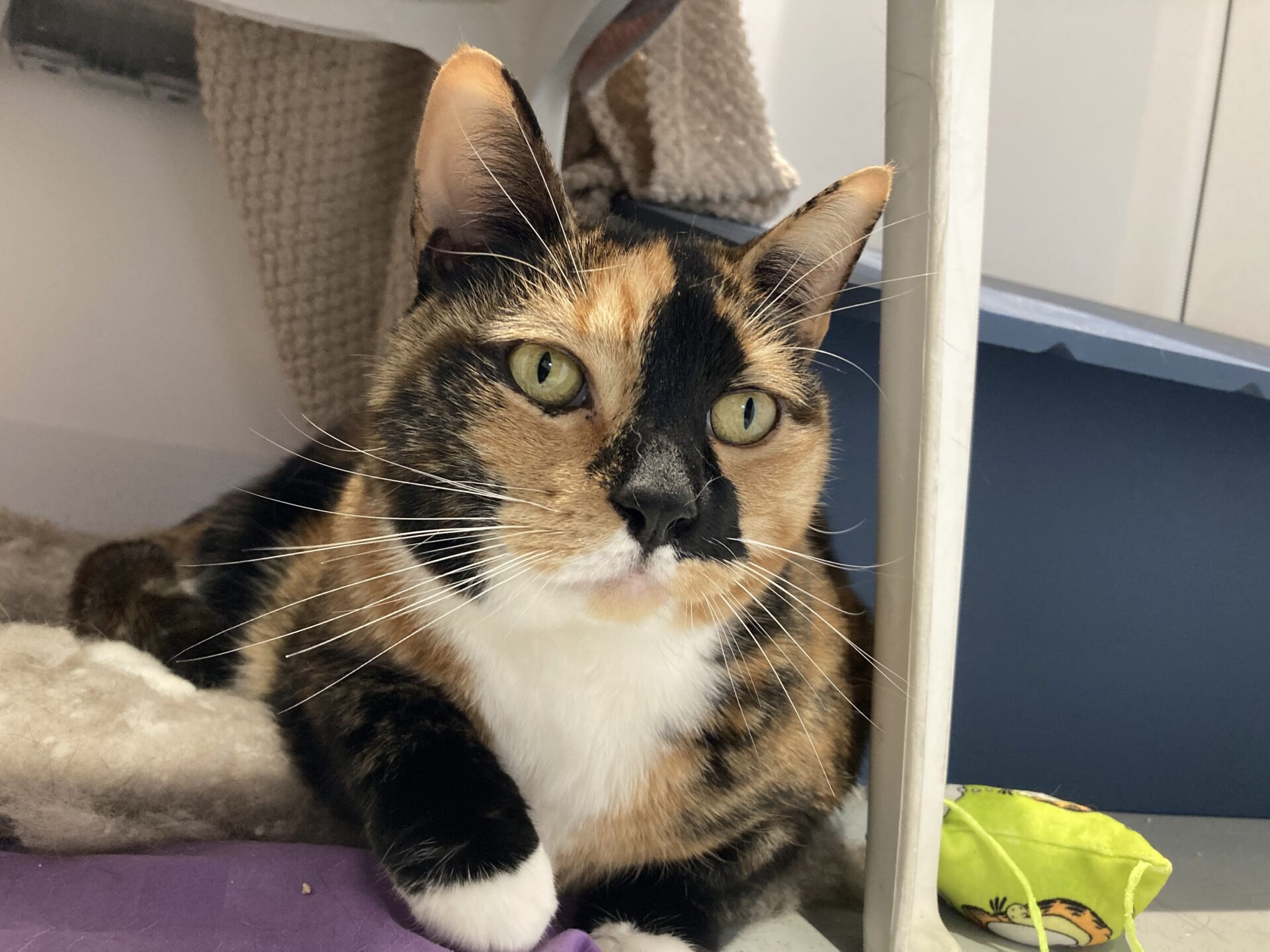A close-up of a calico cat with green eyes and a mix of orange, black, and white fur, lying on soft bedding next to a plastic container and a colorful toy in a cozy indoor space.