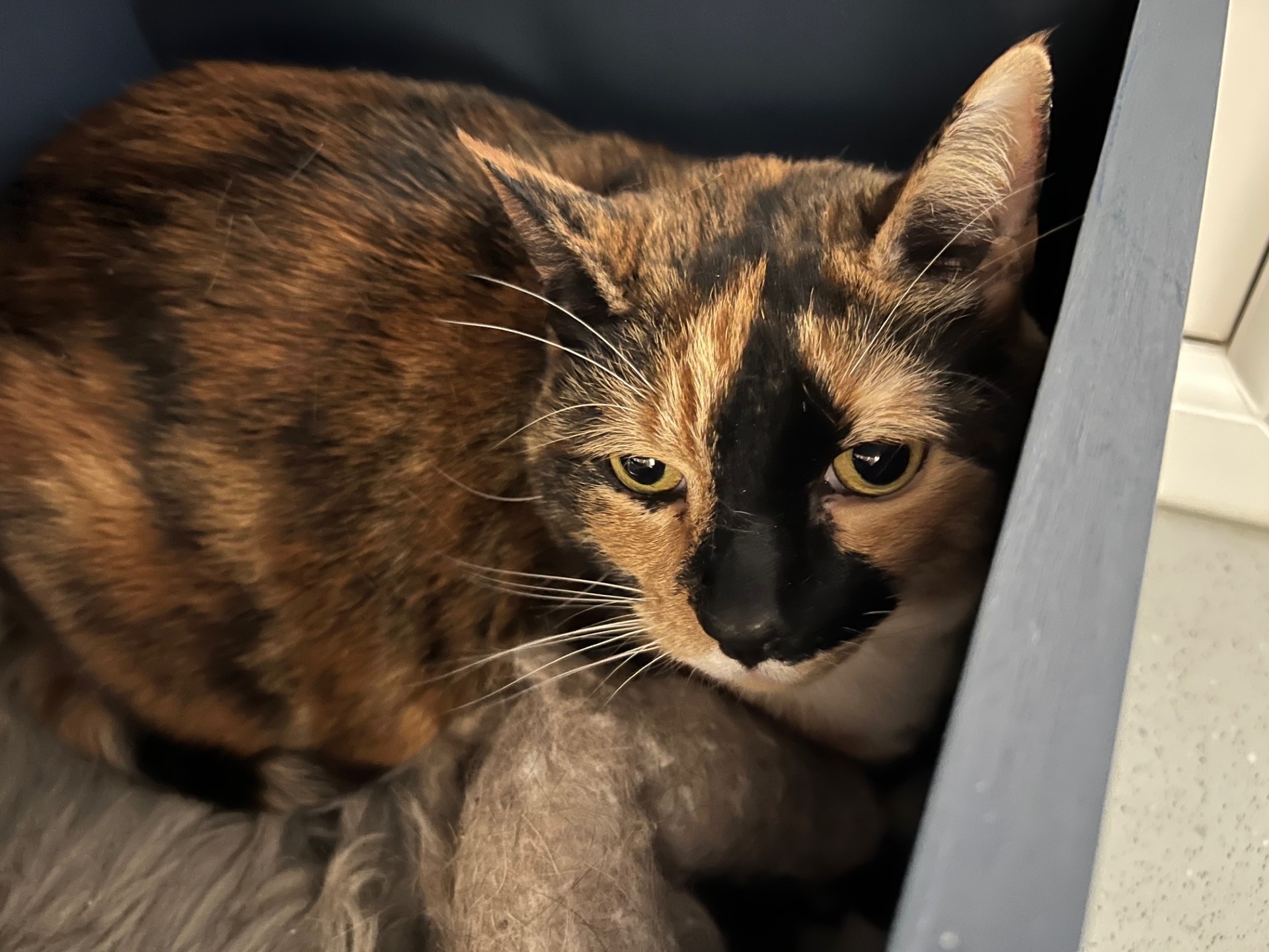 A tortie & white cat with a black, orange, and white coat lies curled up on a soft gray blanket, looking up with half-closed eyes inside a cozy, partially enclosed space.
