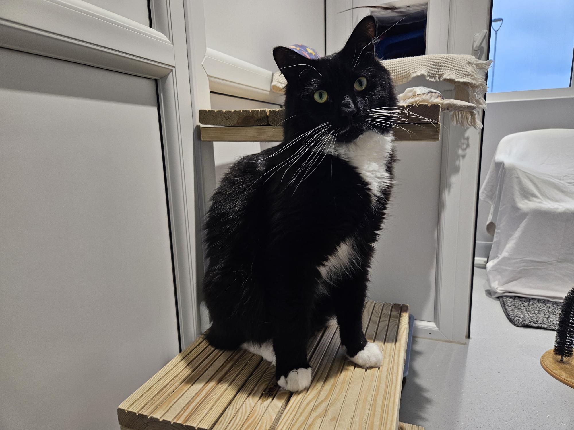 A black and white cat with white paws and chest sits on a wooden platform indoors, looking slightly upward. The room has white walls, a window, and a covered object in the background.