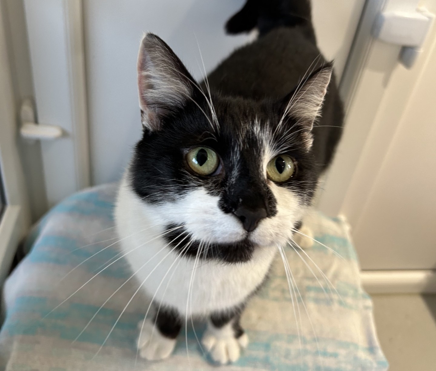 A black and white cat with green eyes stands on a striped towel, looking up toward the camera with its ears perked and whiskers visible.