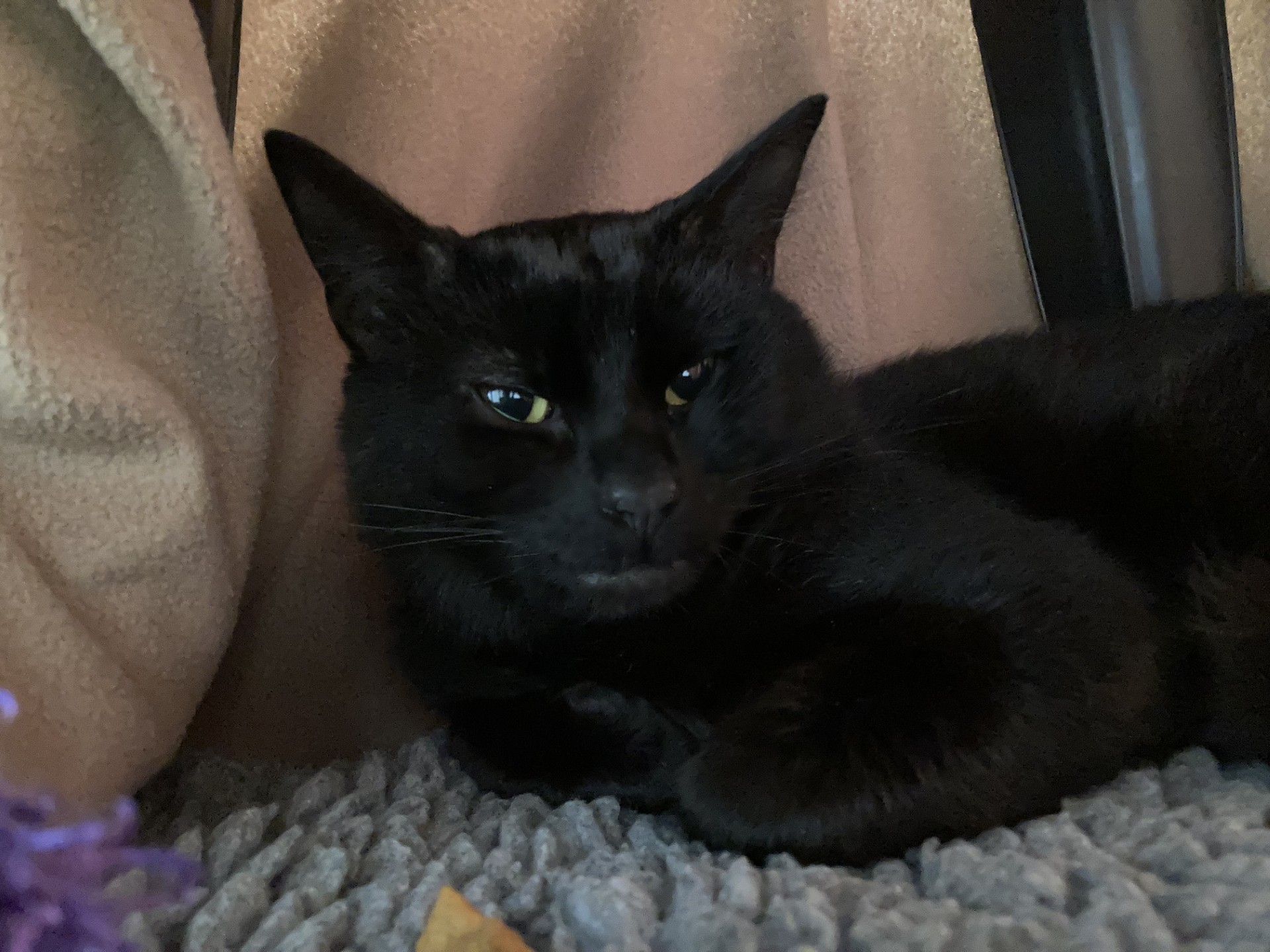 A black cat with yellow-green eyes is lying on a gray textured blanket, nestled between beige and black surfaces, looking relaxed and slightly sleepy.