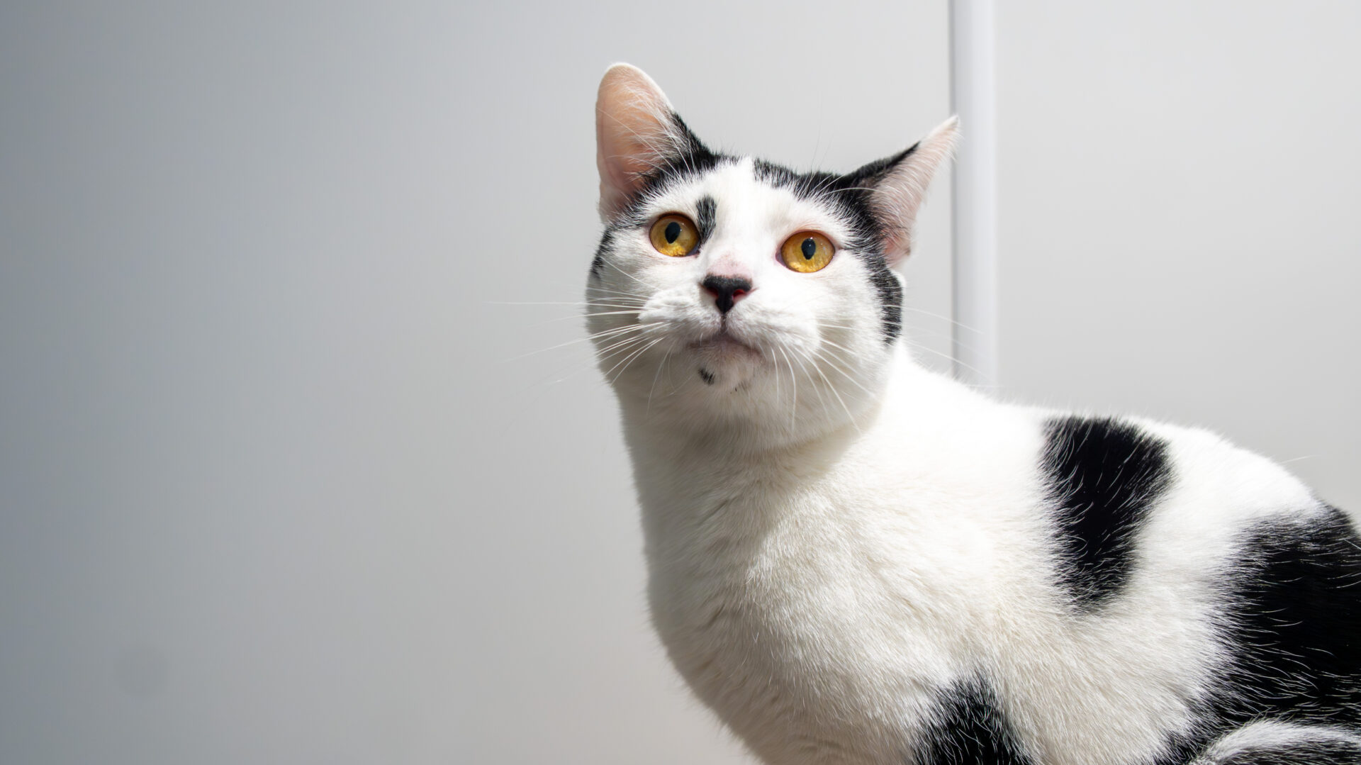 A white cat with black spots, yellow eyes, and upright ears sits against a plain light gray background, looking slightly upward.