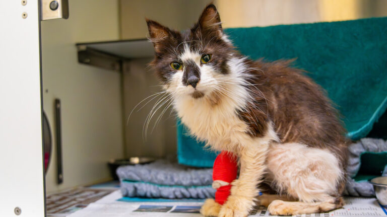 A thin, long-haired black and white cat sits in an animal shelter cage with a red bandage on its front leg, looking at the camera. Blankets and a metal food bowl are in the background.