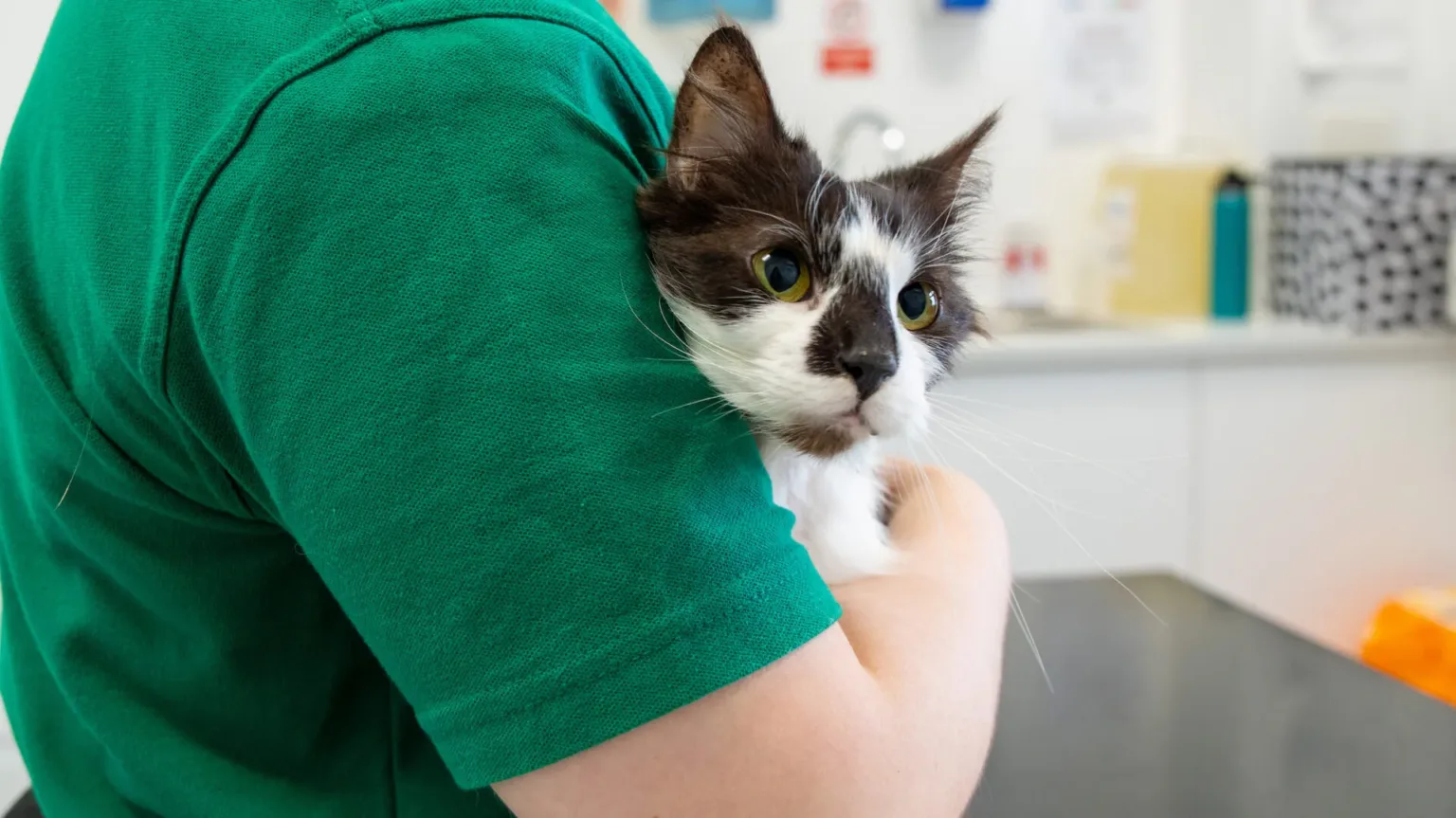 A person in a green shirt gently holds a black and white cat in their arms inside a bright, clinical room, possibly a veterinary surgery.