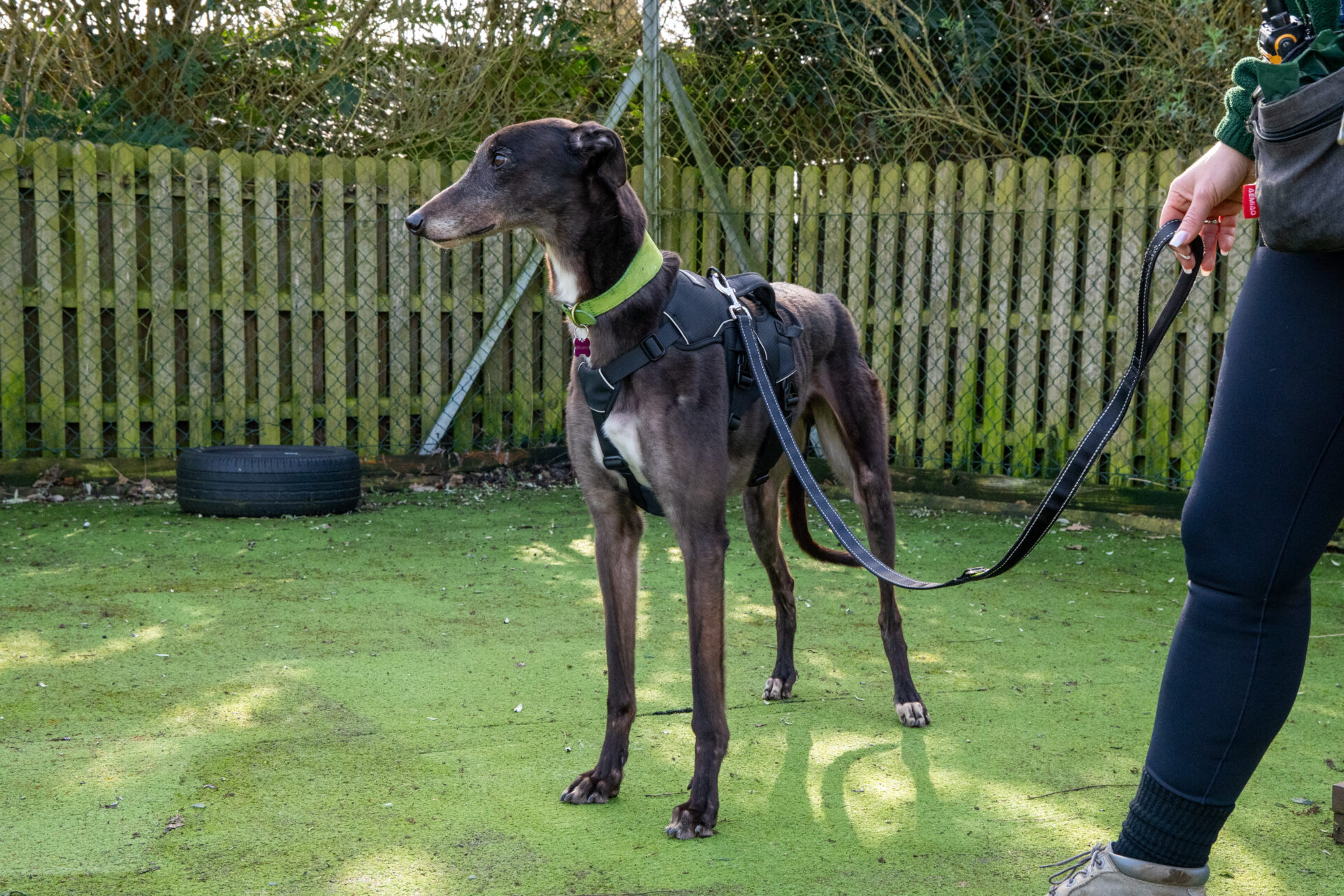 A sleek black greyhound wearing a harness and neon collar stands on green artificial grass, looking to the left. The leashed greyhound is held by a person whose lower body is partially visible, with a wooden fence and greenery in the background.
