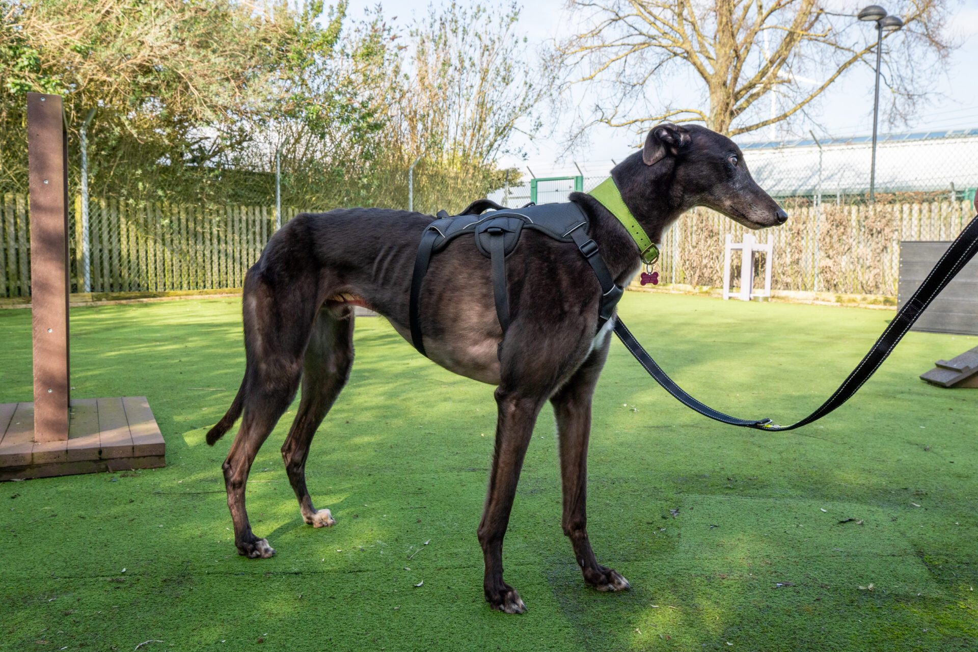 A slender black Greyhound wearing a harness and lead stands on green artificial grass in an outdoor area, with trees and fencing in the background.