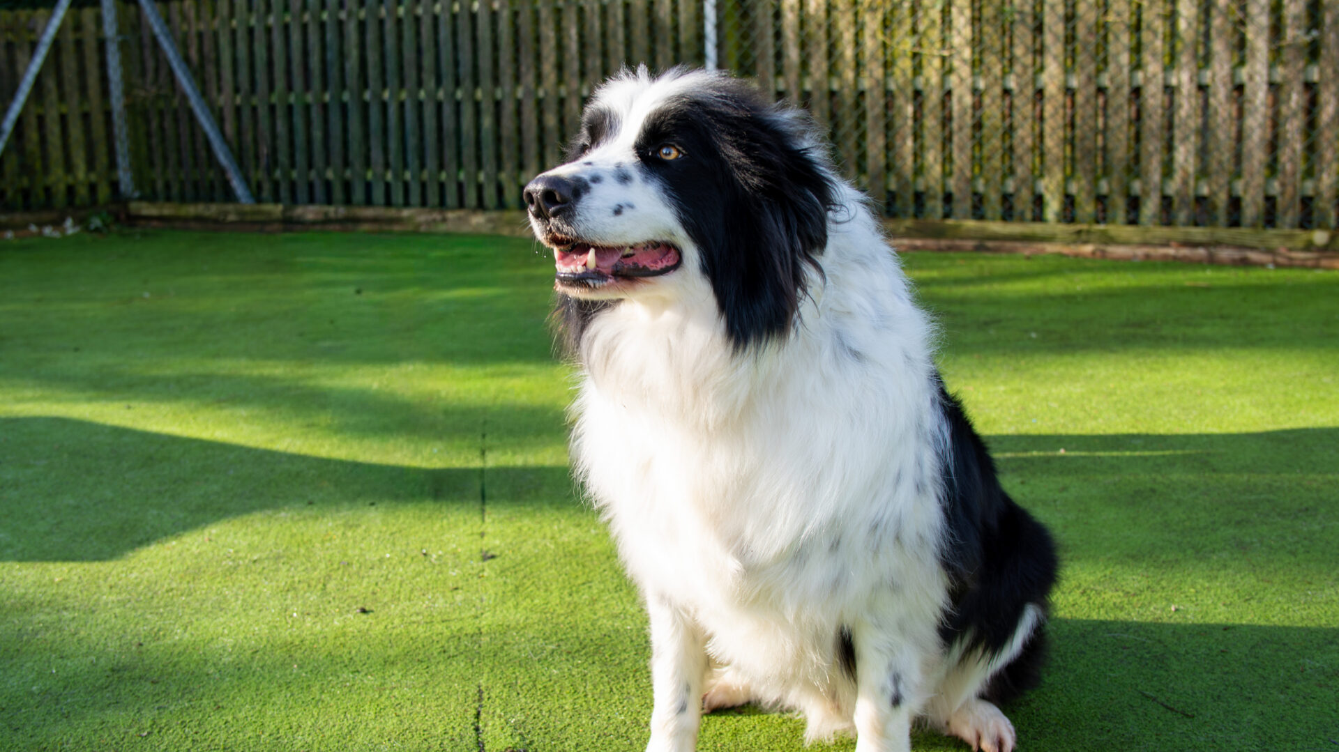 A black and white Border Collie with long fur sits on green artificial grass in a sunny outdoor area, with a wooden fence in the background.