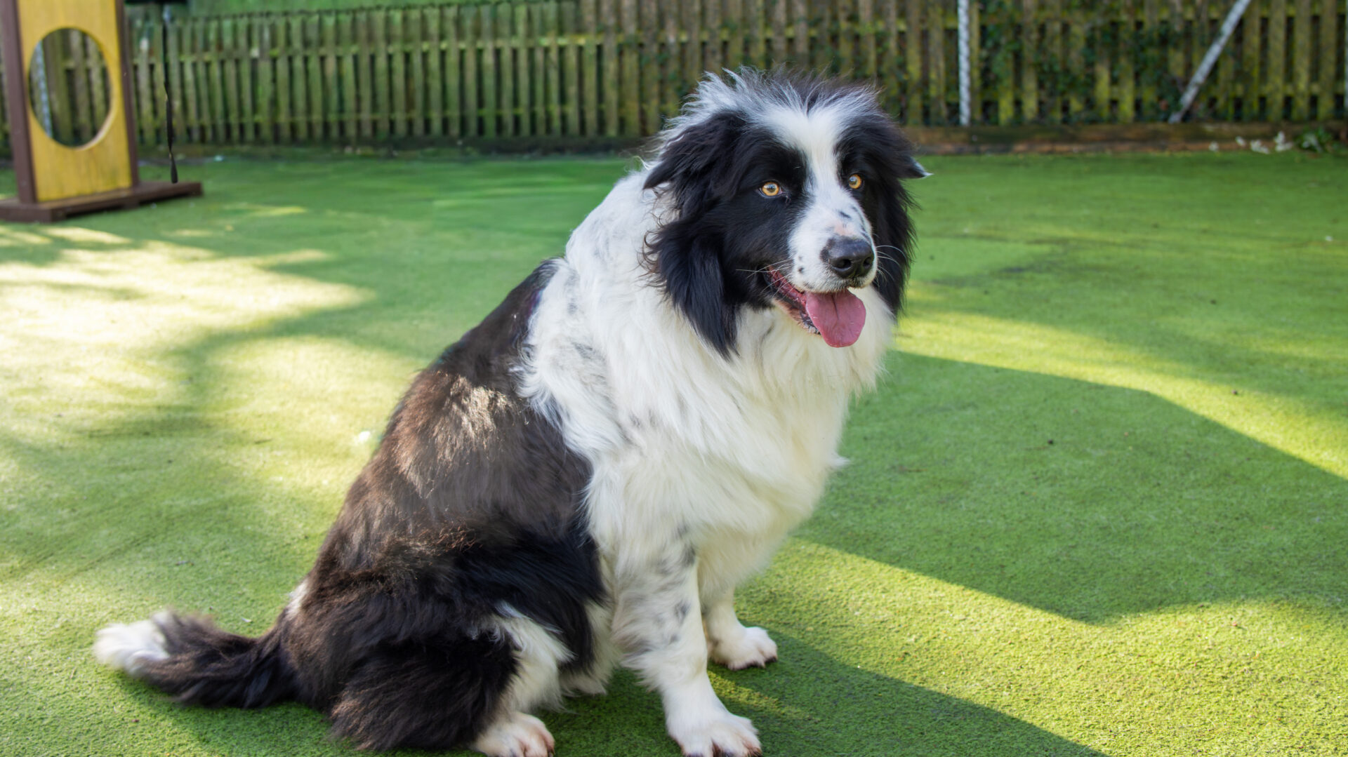 A black and white Border Collie sits on green artificial grass in a sunny outdoor area, with a wooden fence and play equipment in the background. The playful Border Collie is panting with its tongue out and looking at the camera.