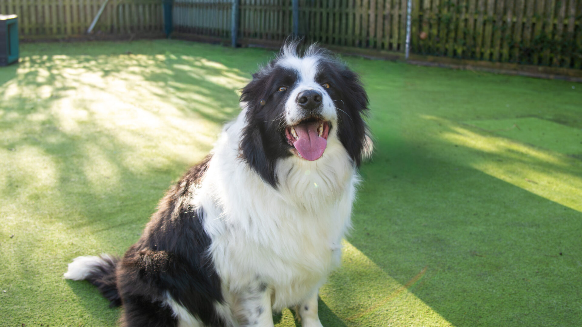 A fluffy black and white Border Collie sits on green artificial grass, looking at the camera with its mouth open and tongue out, appearing happy. Sunlight and shadows cover the ground, with a fence in the background.
