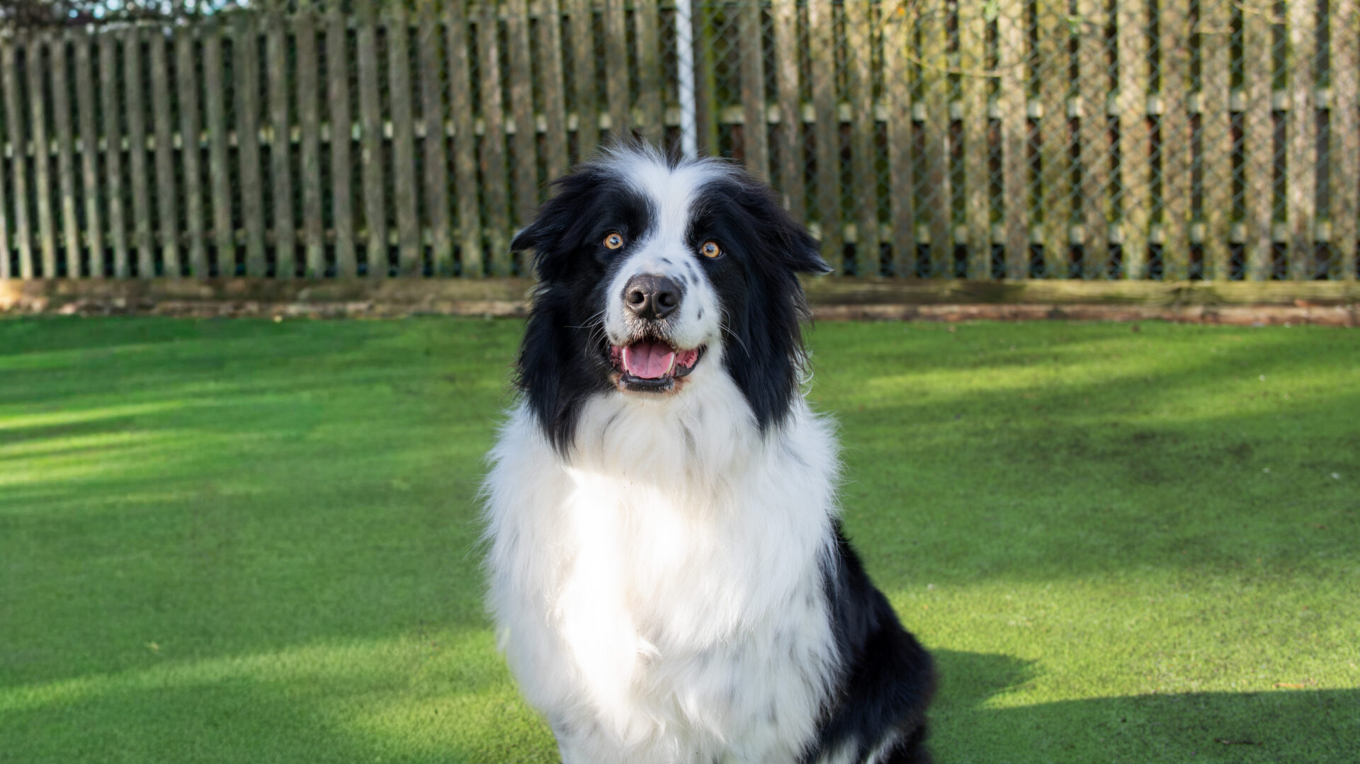 A black and white Border Collie sits on green grass in front of a wooden fence, looking directly at the camera with its mouth open, appearing happy.