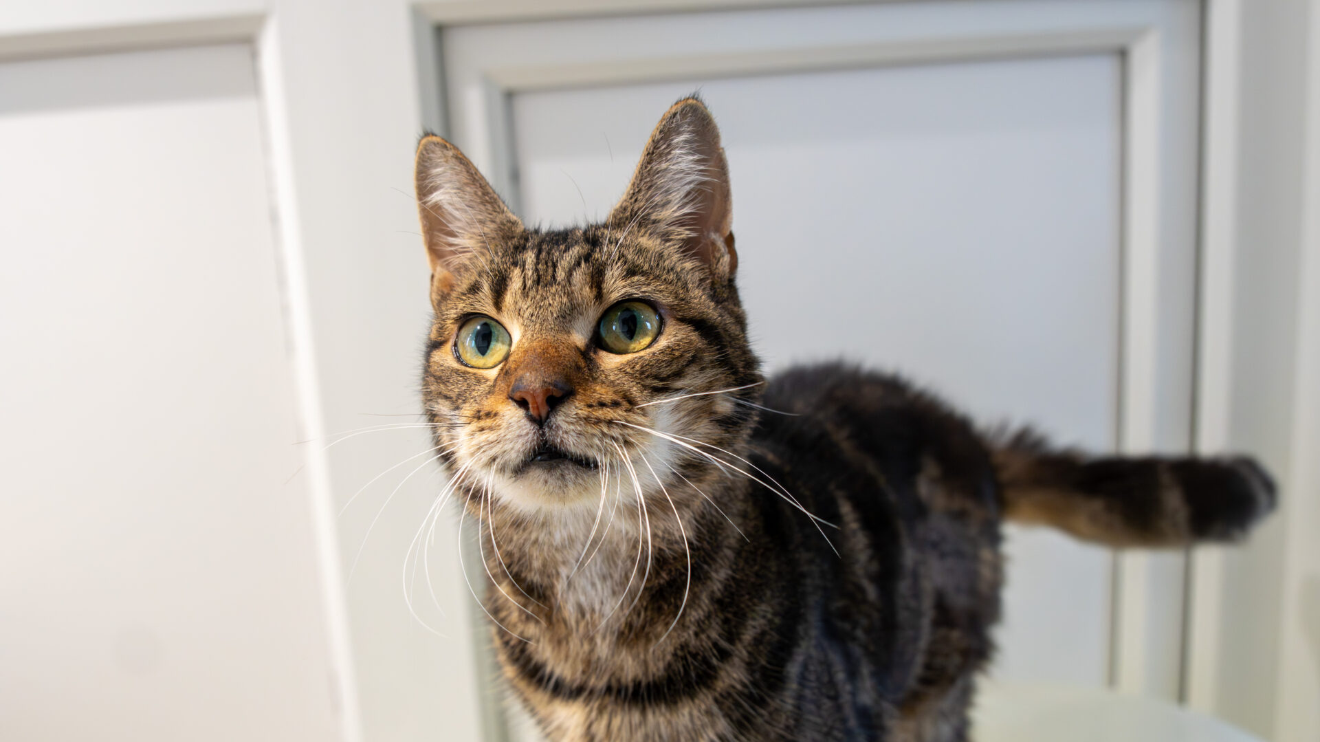 A close-up of a tabby cat with green eyes standing indoors, looking slightly upward with alert ears, in front of a white background with panelled doors.