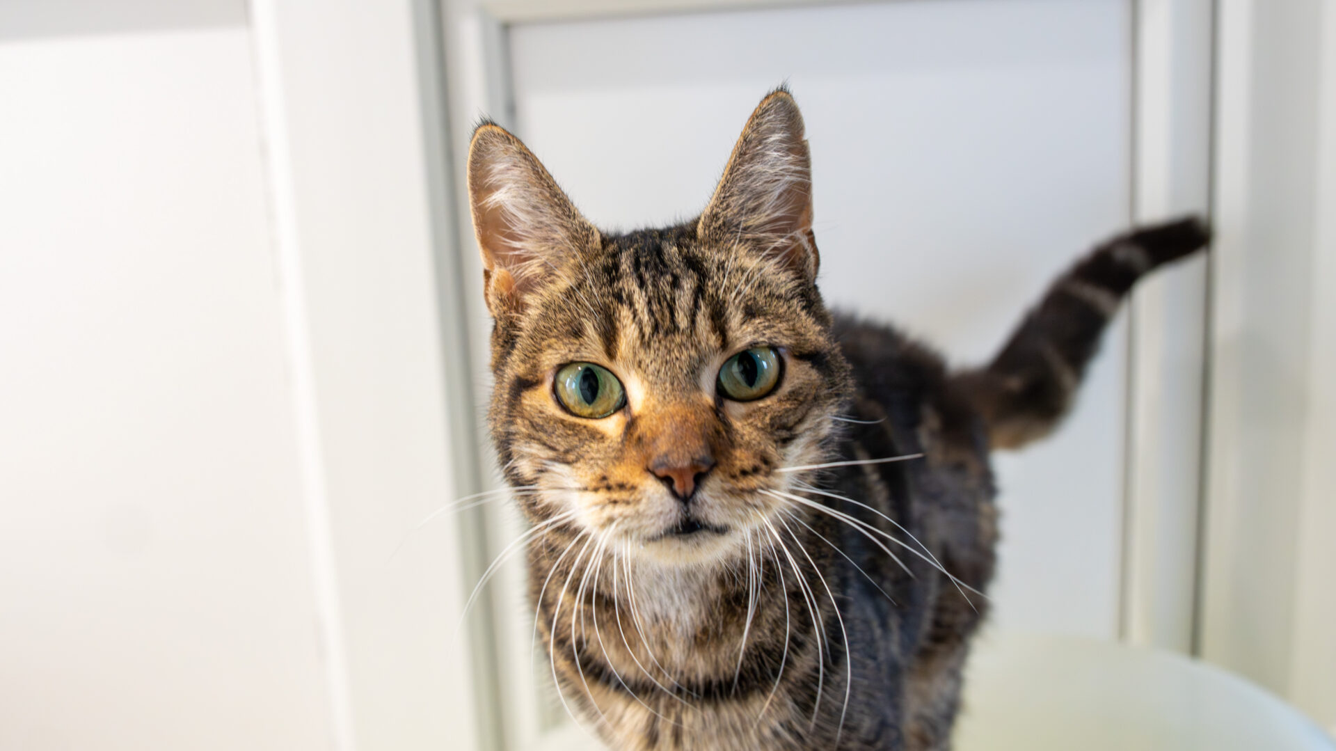 A close-up of a tabby cat with green eyes and pointy ears, standing indoors on a white surface, looking directly at the camera.