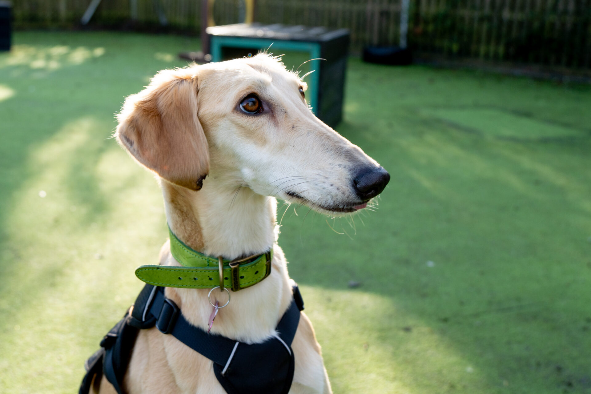 A light tan Lurcher with a green collar and harness sits on green grass, looking alertly to the side in a sunlit outdoor area.
