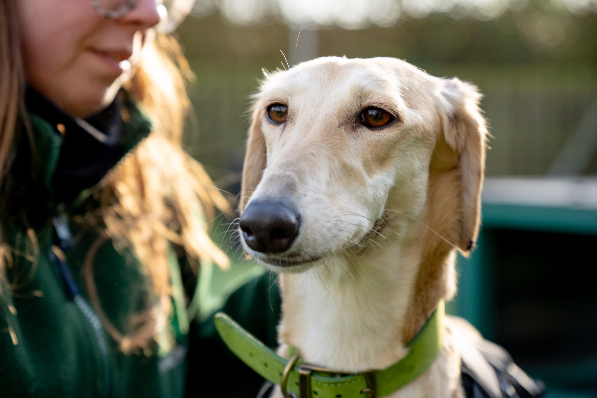 A close-up of a light tan Lurcher with a green collar, looking slightly to the side, alongside a person in glasses and a green jacket. The blurred outdoor background highlights the gentle features of the dog.