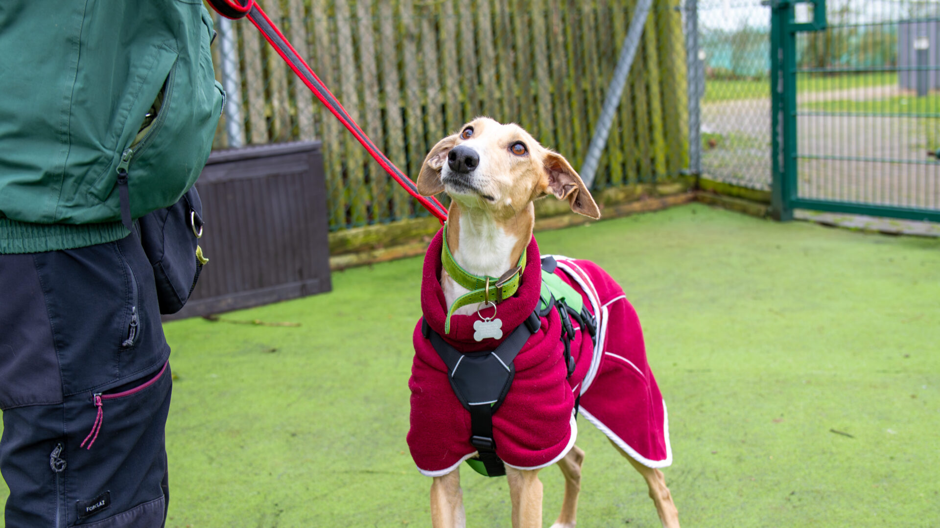A light brown lurcher in a red coat and harness looks up at a person holding its red lead. They are outdoors on green artificial grass near a fence.