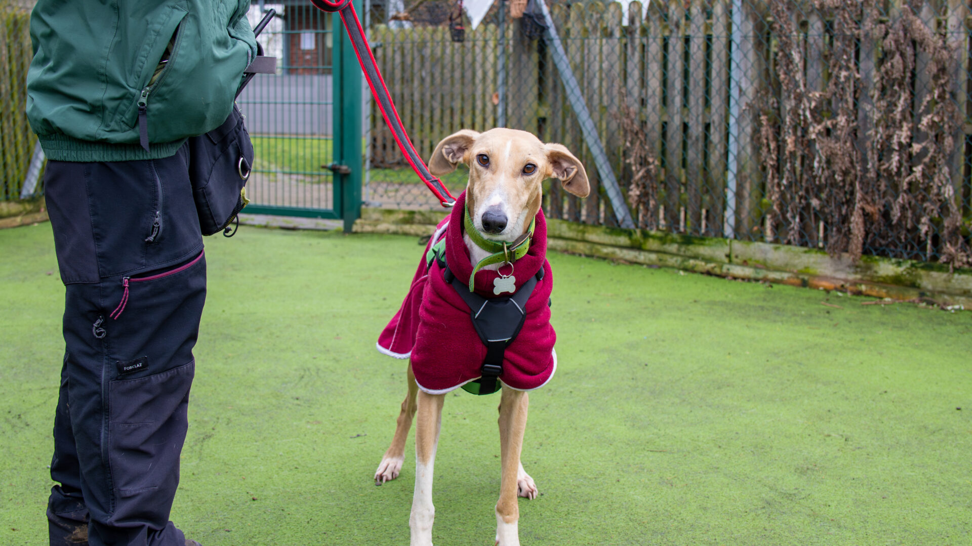 A slender dog wearing a red coat stands on green artificial grass, attached to a red lead held by a person in outdoor clothing. There is a fenced area and some plants in the background.