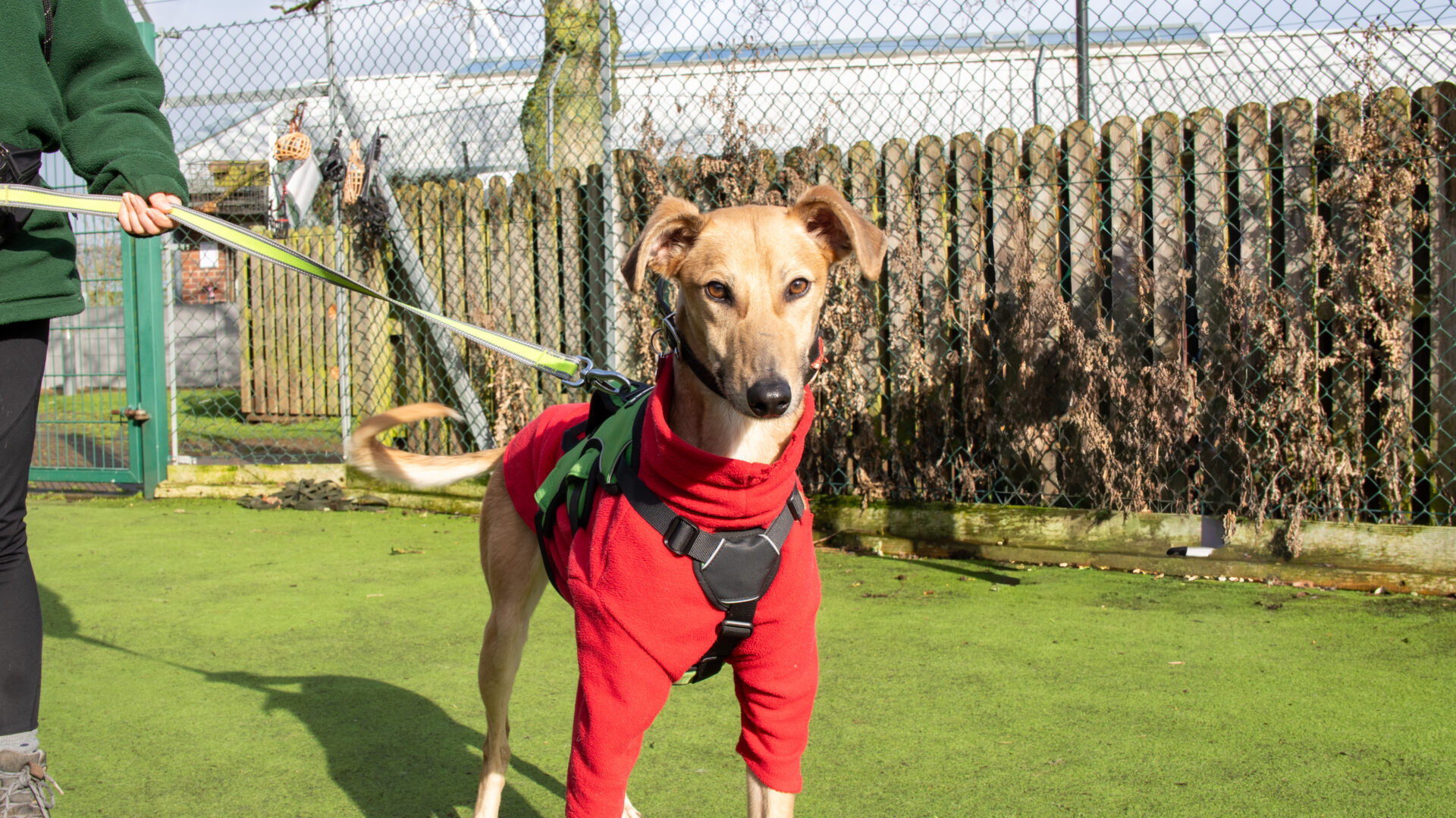 A tan Lurcher wearing a red jumper and black harness stands on green artificial grass, attached to a lead held by a person in a green jacket. A wooden fence and wire fence are visible in the background.
