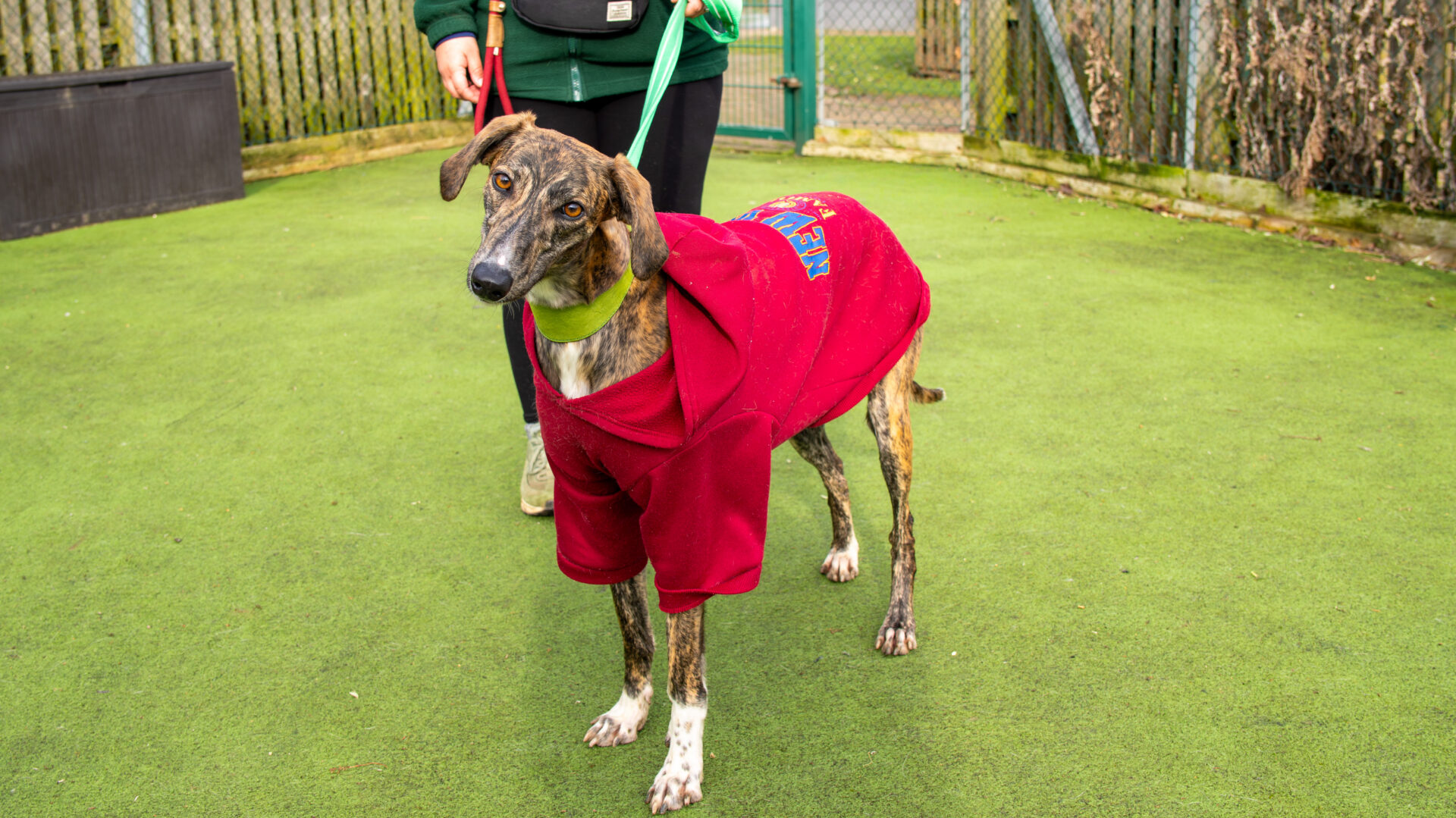 A brindle dog wearing a red coat stands on green artificial grass, attached to a lead held by a person in the background near a fenced area.