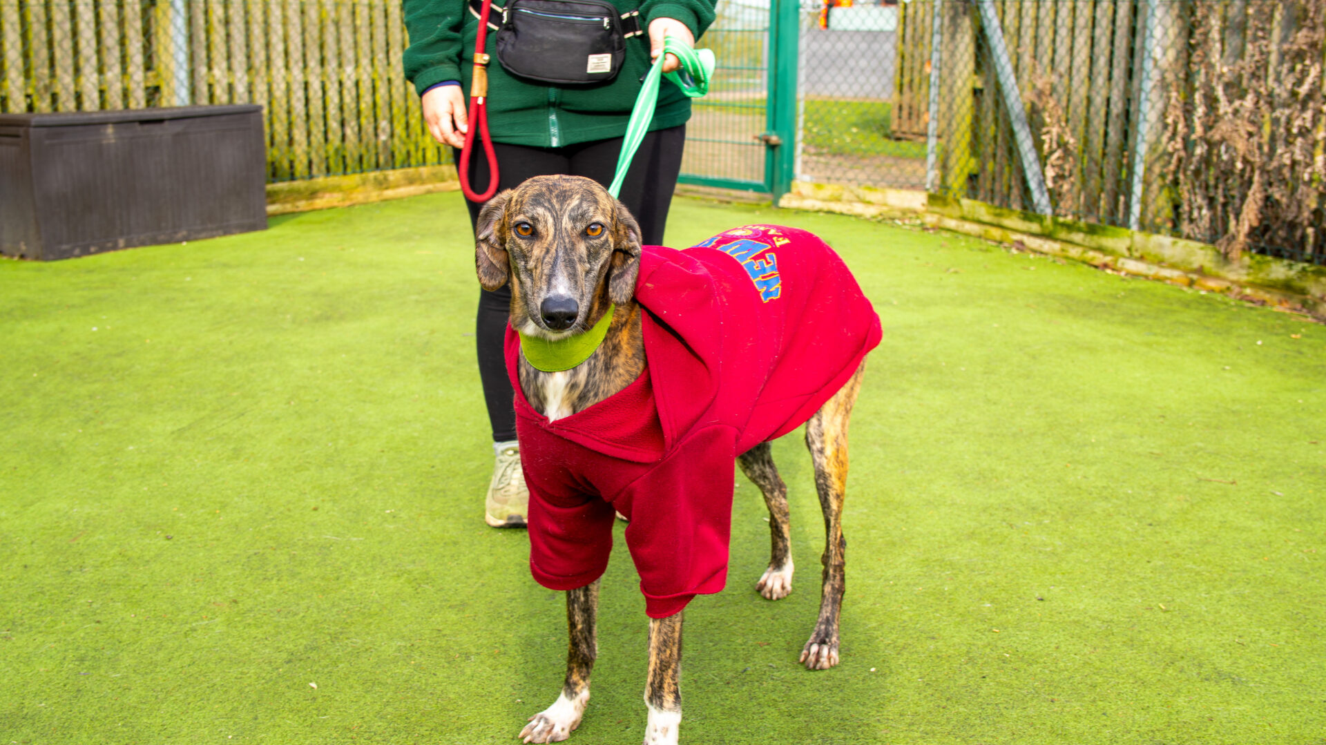 A brindle Lurcher wearing a red coat stands on green artificial grass, held on a green lead by a person in dark clothing. There is a fence and gate in the background.