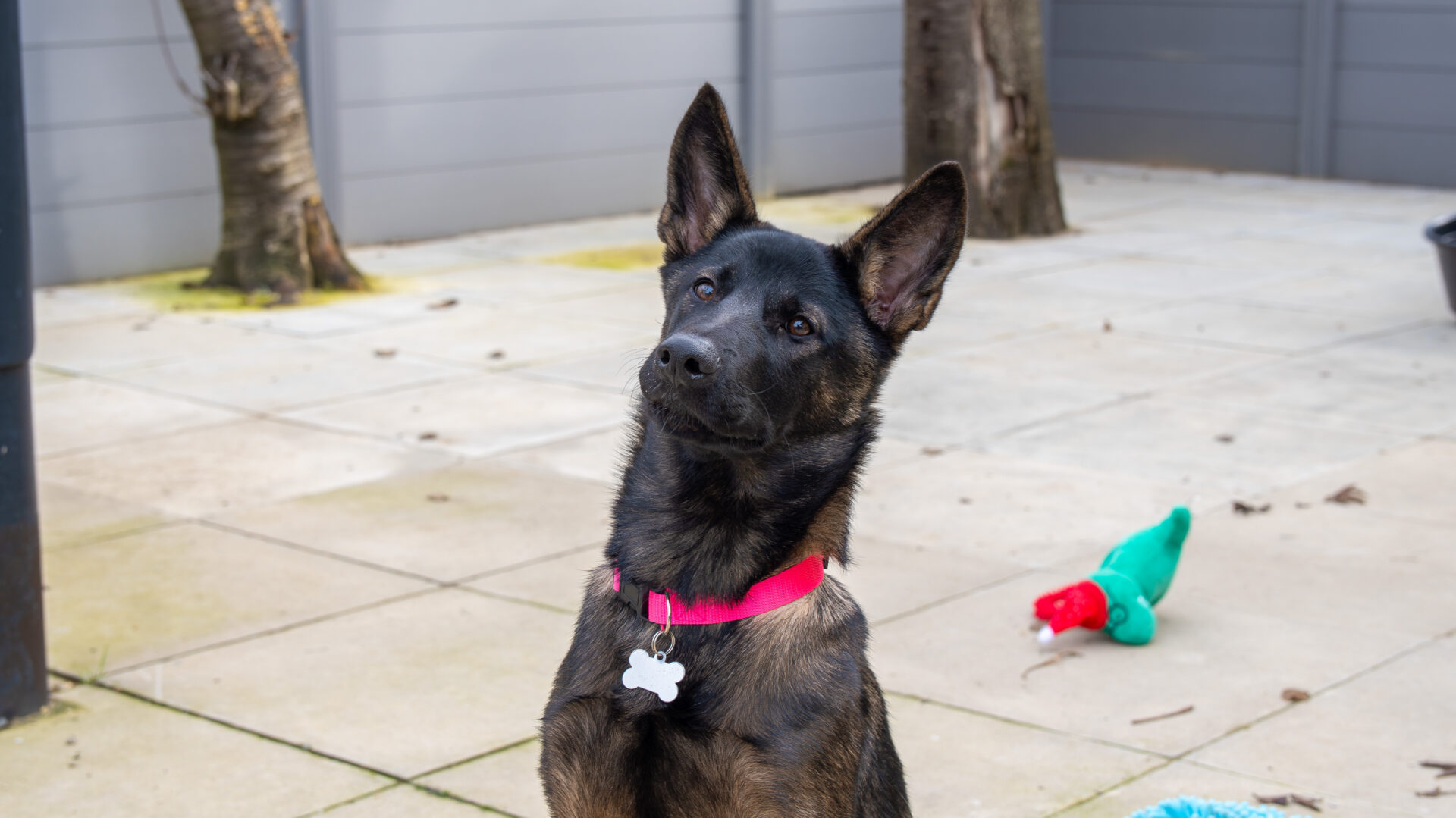 A black and brown dog with upright ears and a pink collar sits on a paved patio, tilting its head. In the background, there is a green and red plush toy on the ground.