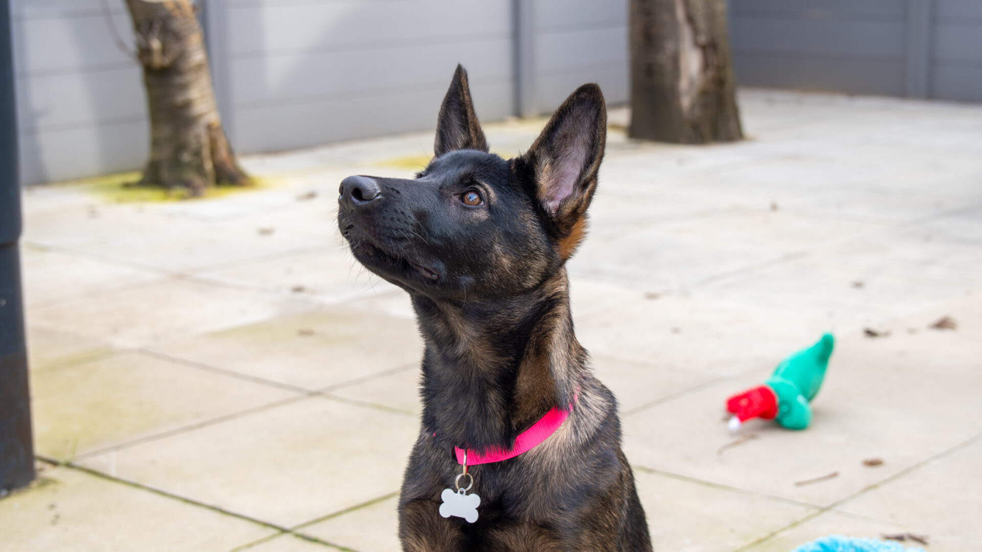 A black and brown dog with upright ears and a pink collar sits on a patio, looking up. A green and red soft toy is on the ground nearby. Trees and a grey fence are in the background.