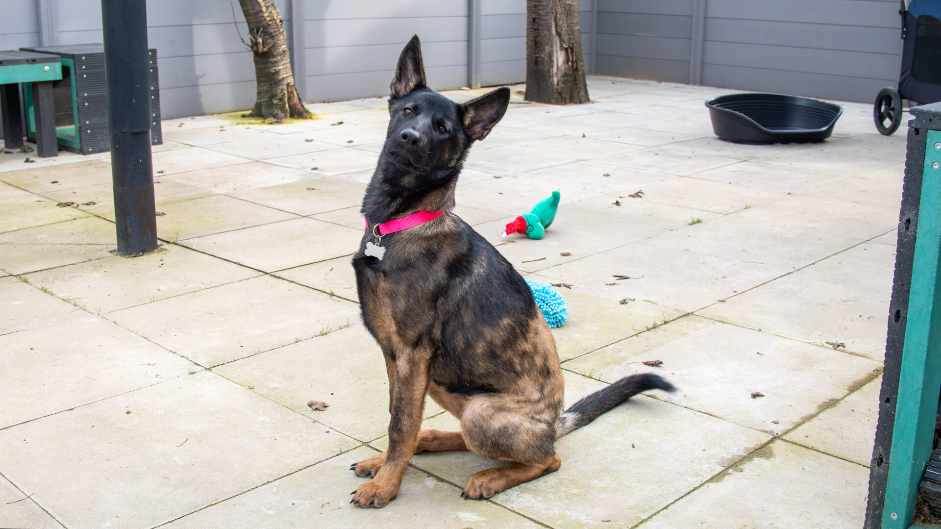 A brown and black dog with a red collar sits on a tiled patio, looking up. There are trees, a green bench, a black pet bed, and a green-and-red toy in the background.
