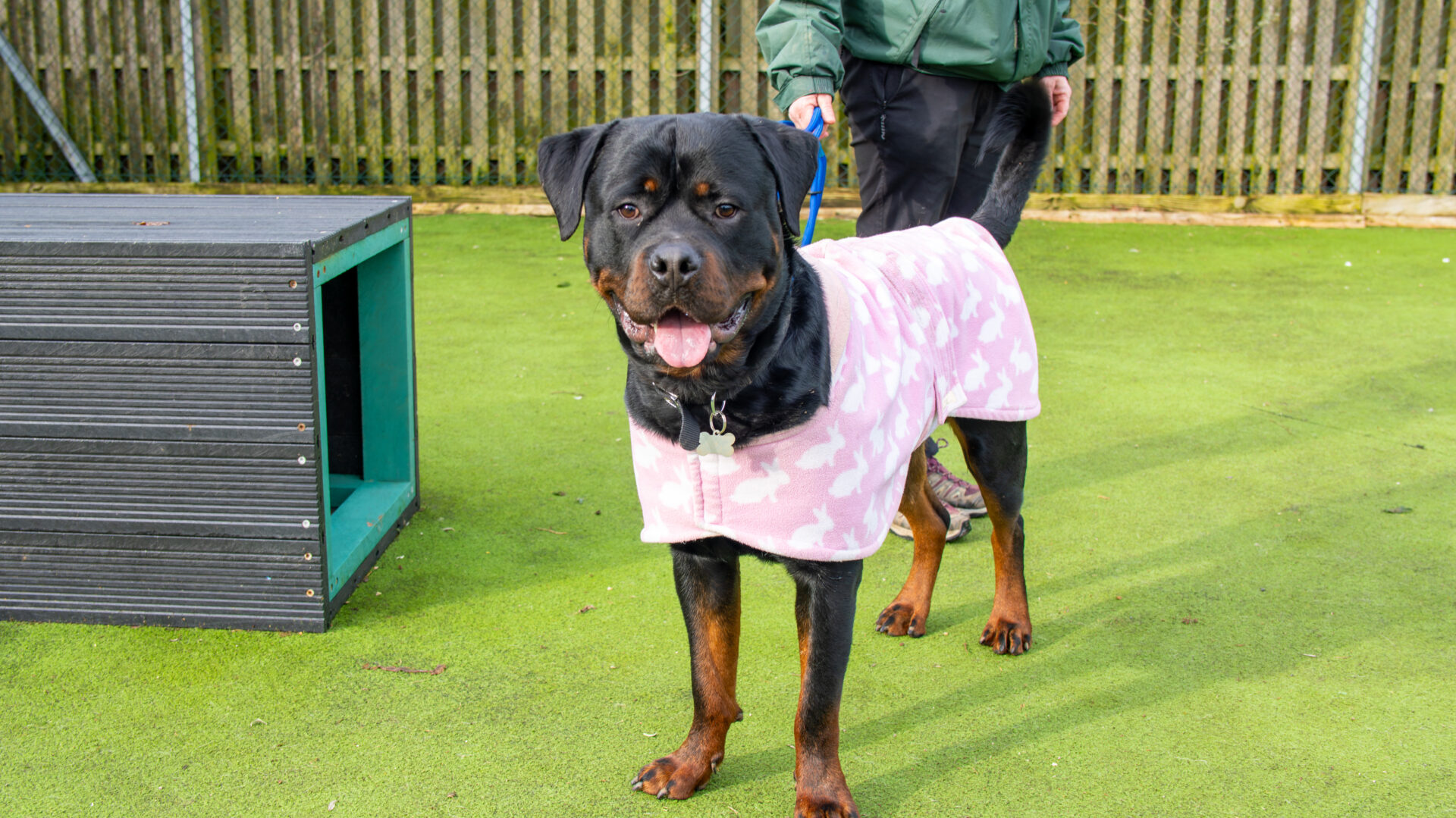 A Rottweiler in a pink and white jumper stands on green artificial grass, held on a lead by an unseen person. A wooden structure and a tall fence form the backdrop for this stylish Rottweiler’s outdoor moment.