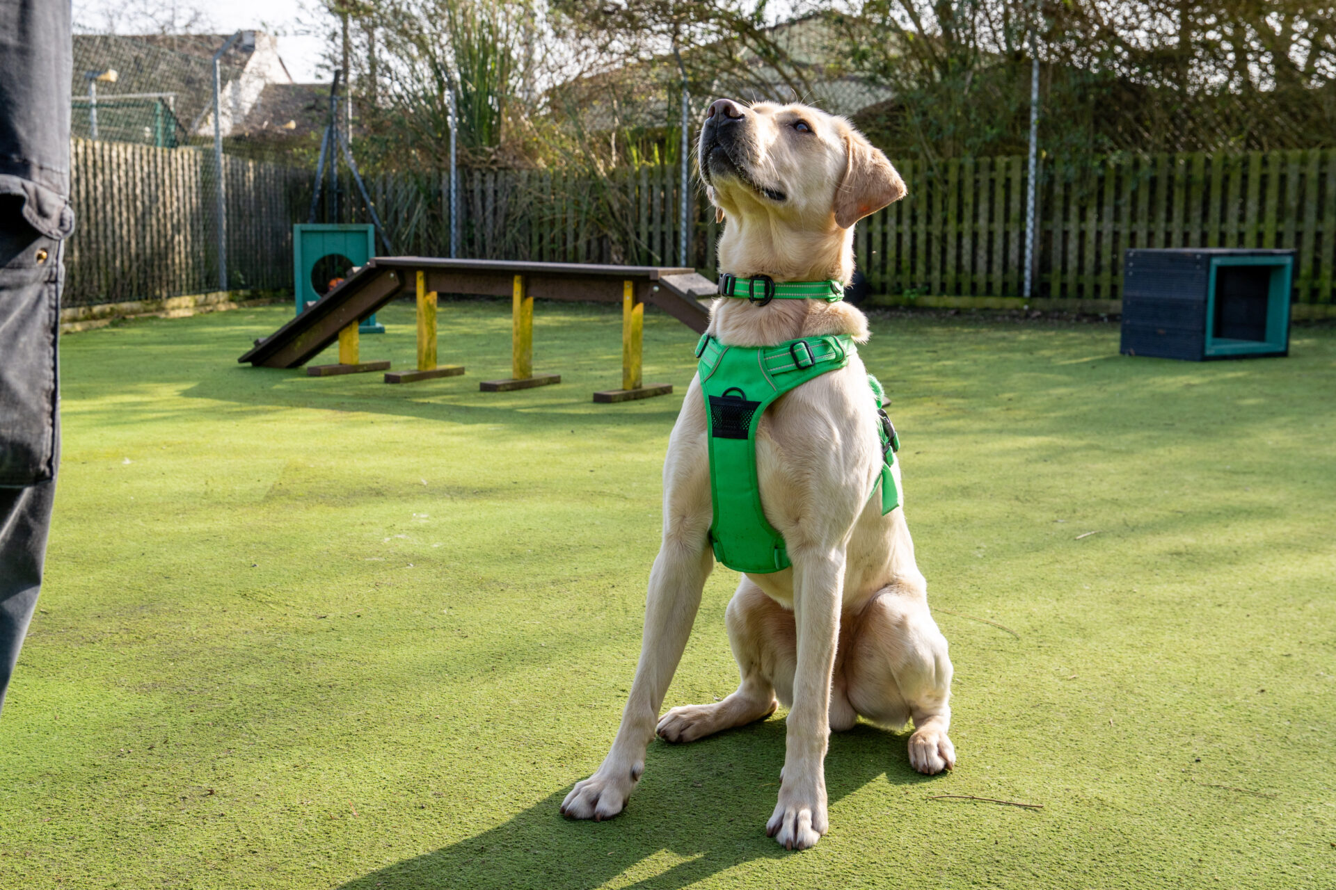 A friendly Labrador in a green harness sits attentively on a grassy area within a fenced outdoor space, looking up at someone out of frame. Playground equipment and trees can be seen in the background.