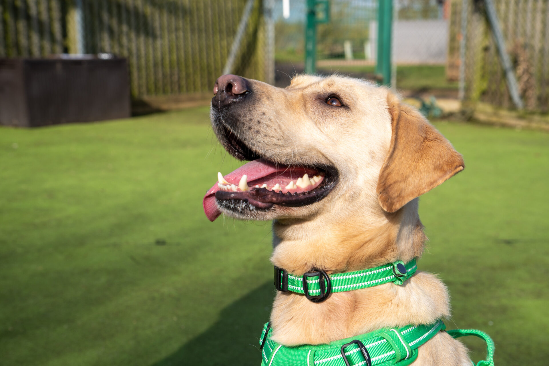 A cheerful Labrador in a bright green harness sits on green artificial grass, looking up with its mouth open and tongue out, embodying the classic happy and alert nature of this beloved breed outdoors.