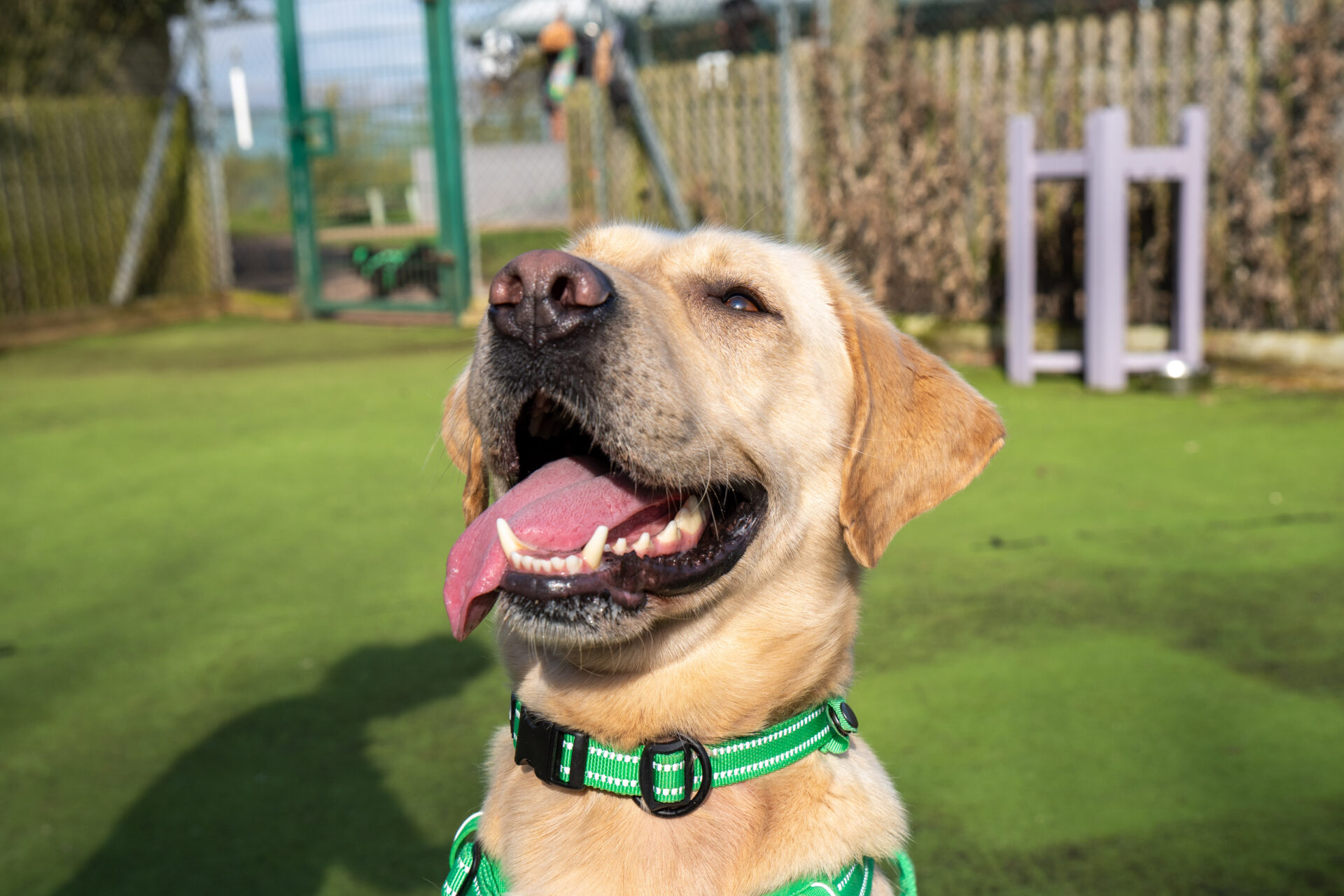 A happy yellow Labrador wearing a green harness sits outdoors on green artificial grass, mouth open and tongue out, with a fence and gate in the background.