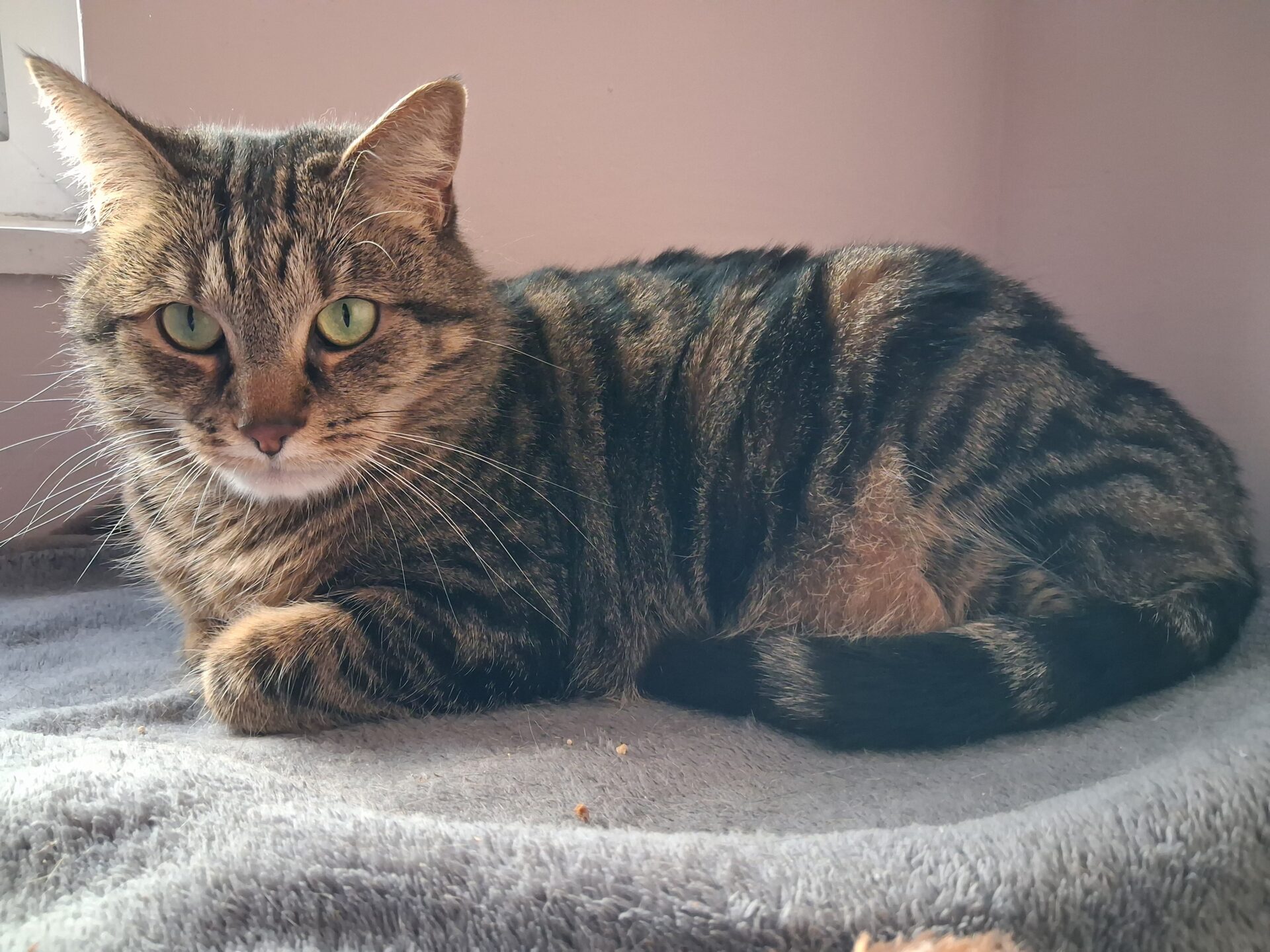 A tabby cat with green eyes lies curled up on a grey blanket in the sunlight, next to a pale-coloured wall.