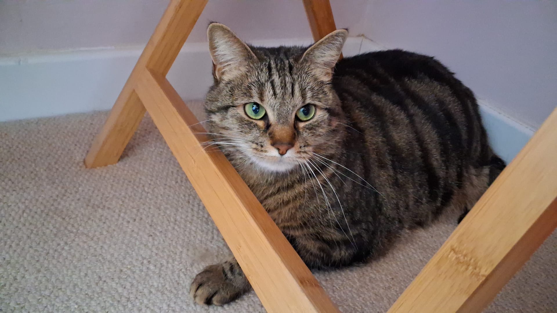A tabby cat with green eyes lies on a beige carpet under a wooden piece of furniture, looking directly at the camera.