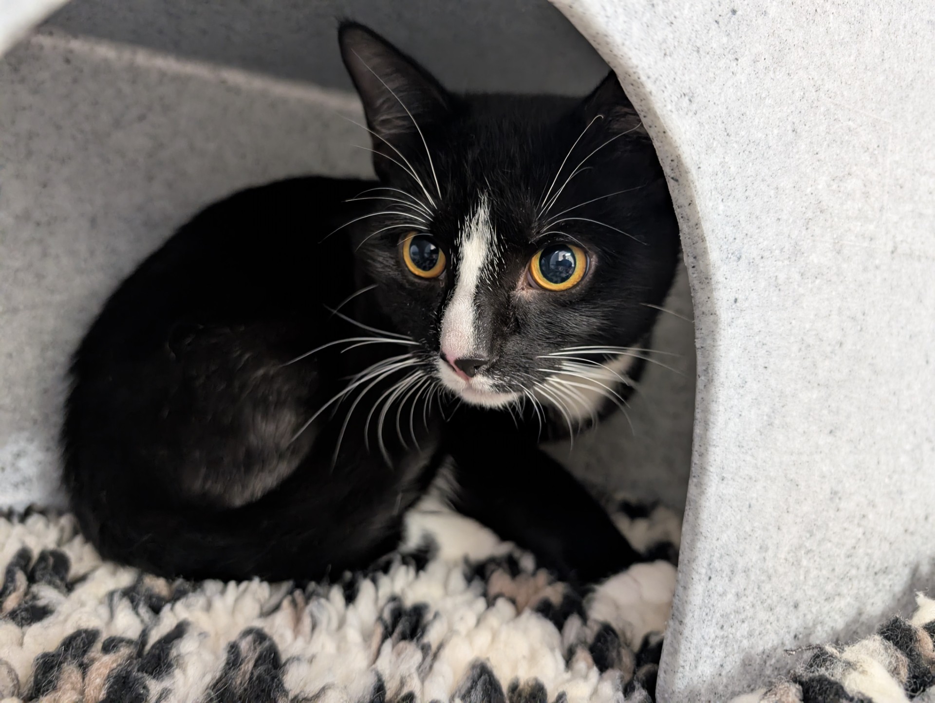 A black and white cat with wide yellow eyes lies inside a grey, cave-like shelter on a textured, black-and-white rug, looking alert and slightly nervous.
