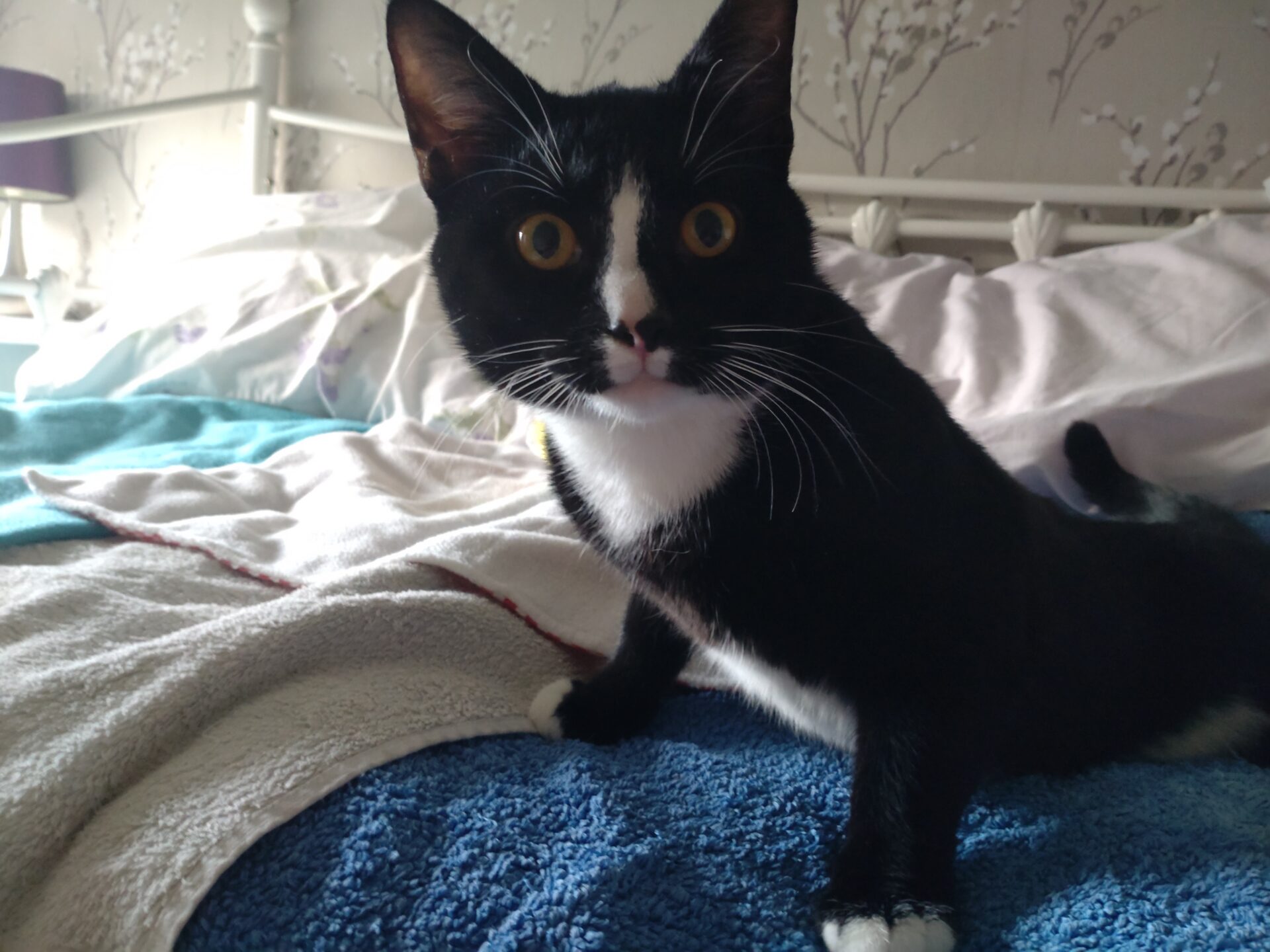 A black and white cat with wide eyes sits on a bed covered with towels and blankets, with a white metal bedstead and patterned wallpaper in the background.