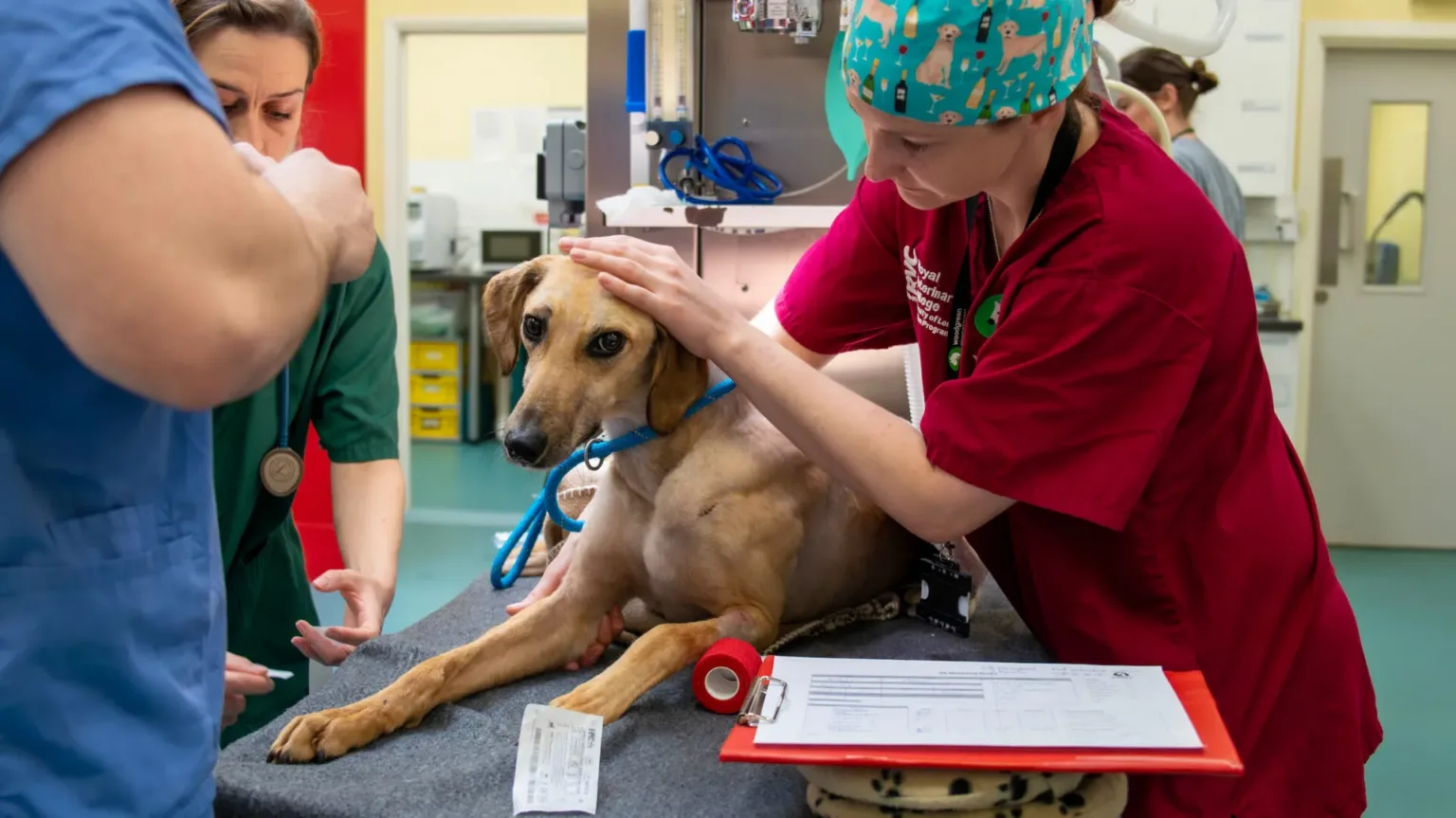 A tan dog lies on a veterinary examination table while a vet in red scrubs gently holds its head. Another person stands nearby, and medical equipment and papers are on the table.