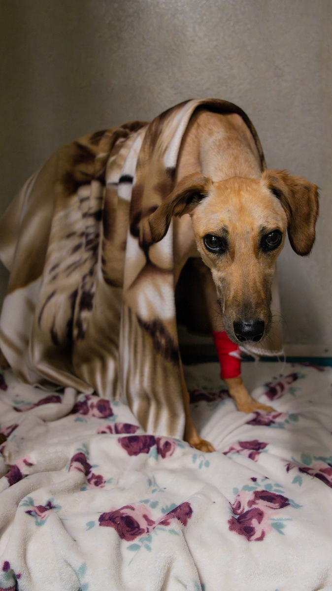 A brown dog with a red bandage on its front leg stands on a floral blanket, partially covered by a brown and beige patterned blanket, looking up with a sad expression.