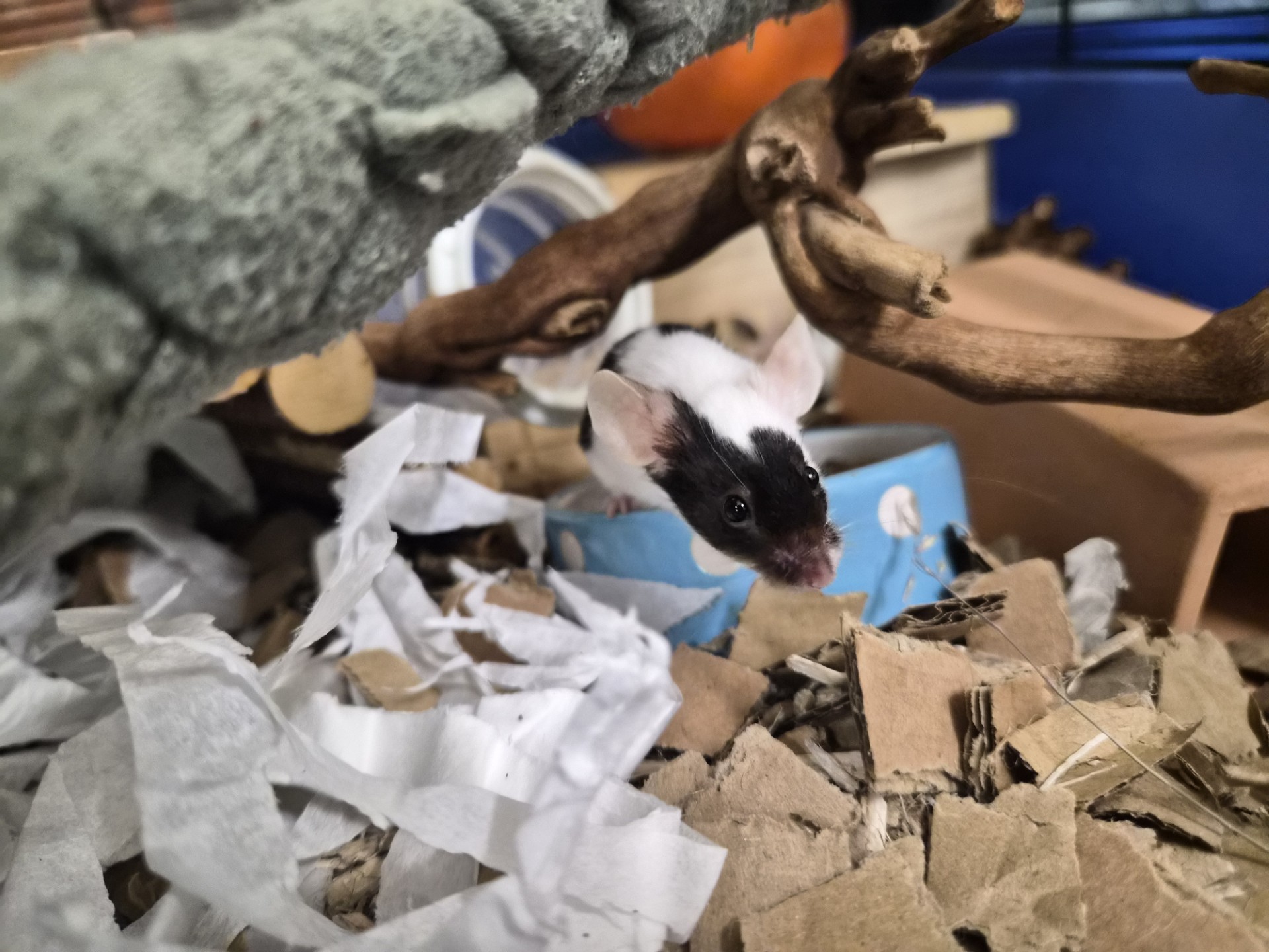A black and white mouse peeks curiously over the edge of a blue bowl, surrounded by shredded paper and cardboard in its enclosure, with wooden branches overhead.